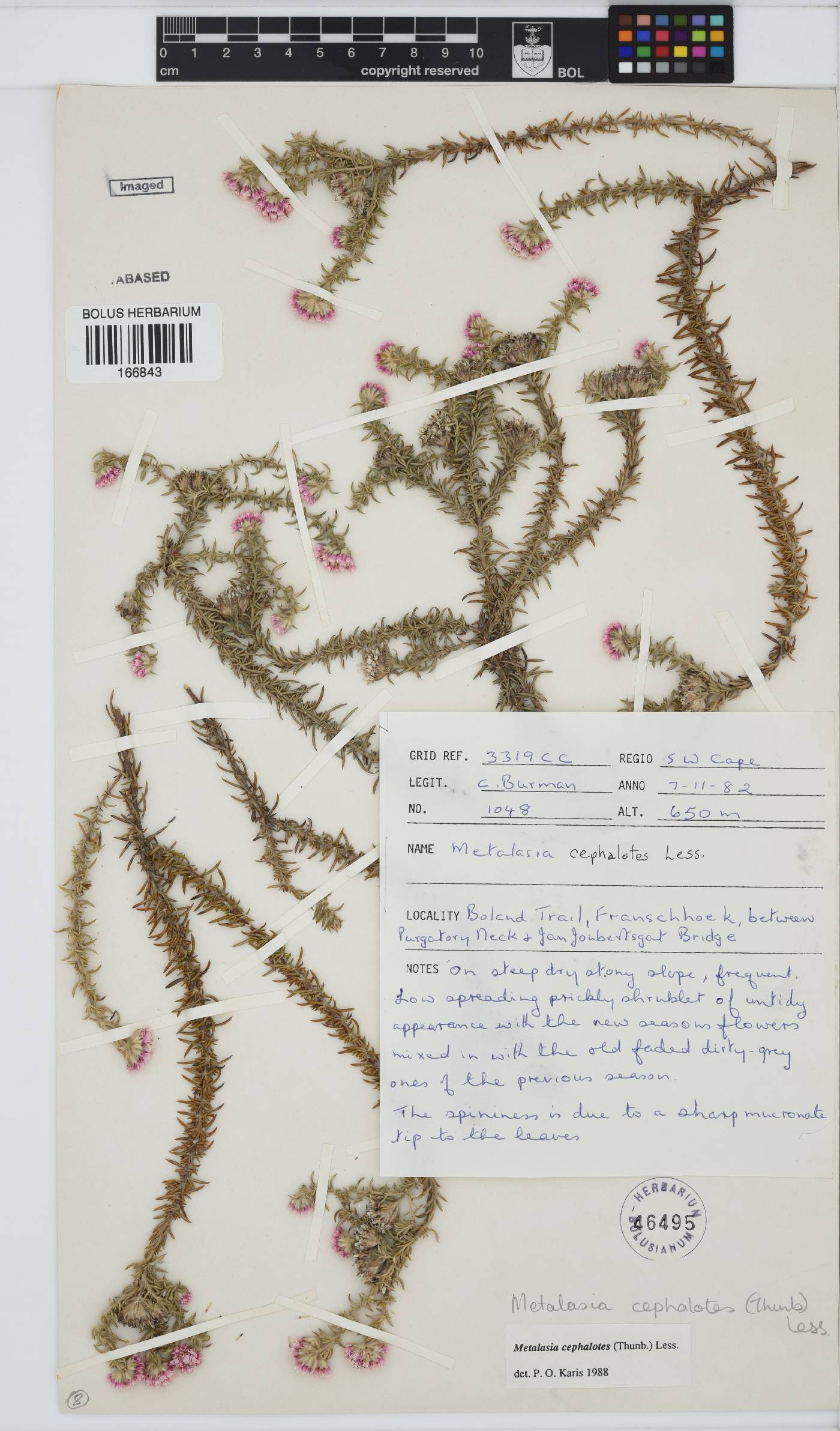 Metalasia cephalotes image