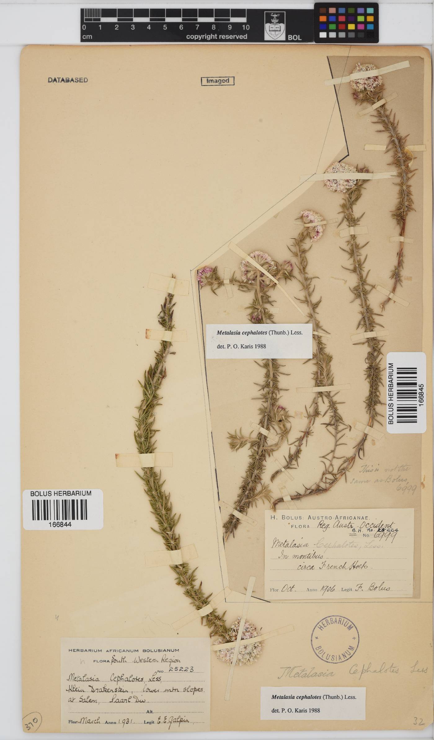 Metalasia cephalotes image