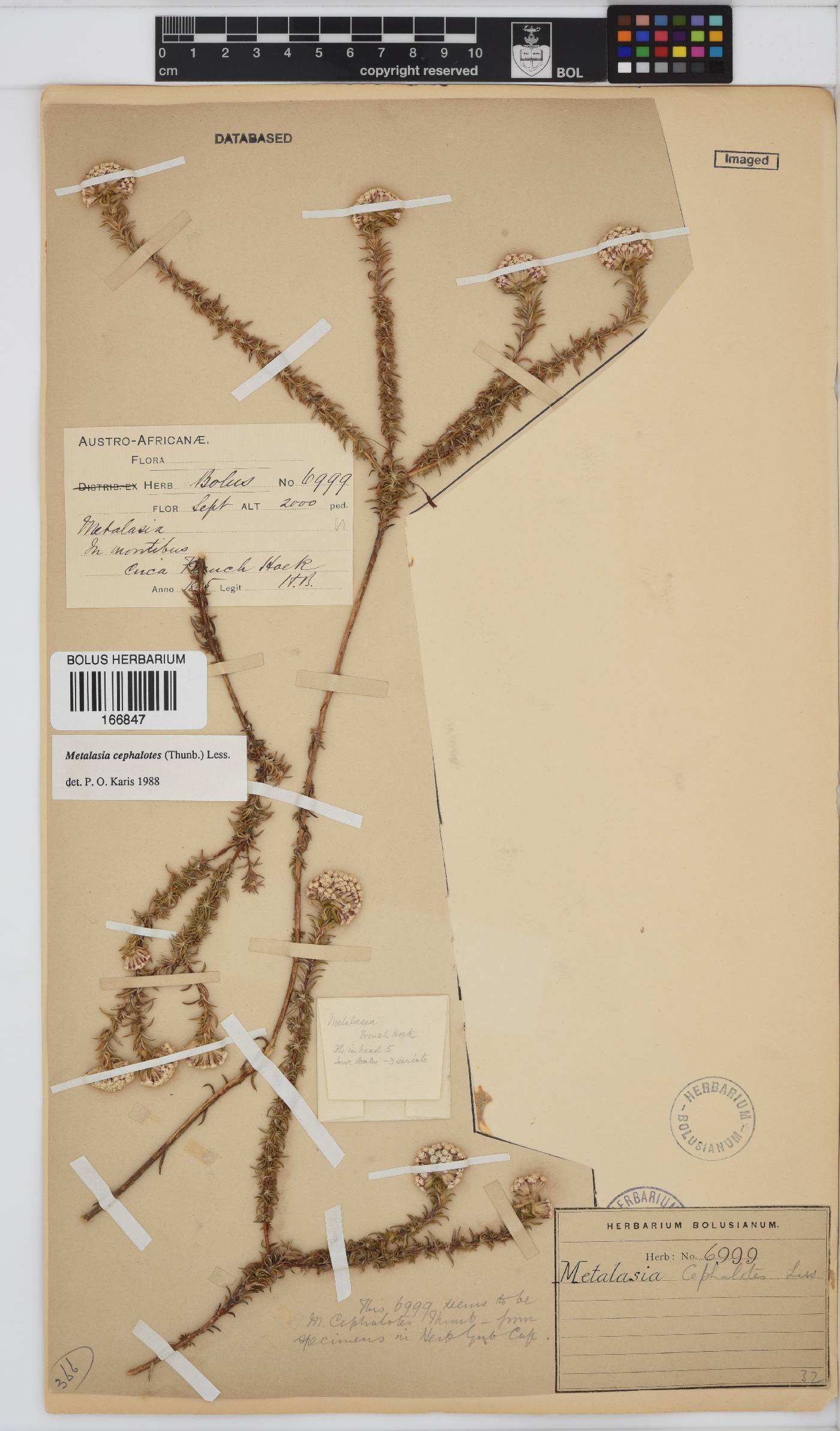 Metalasia cephalotes image