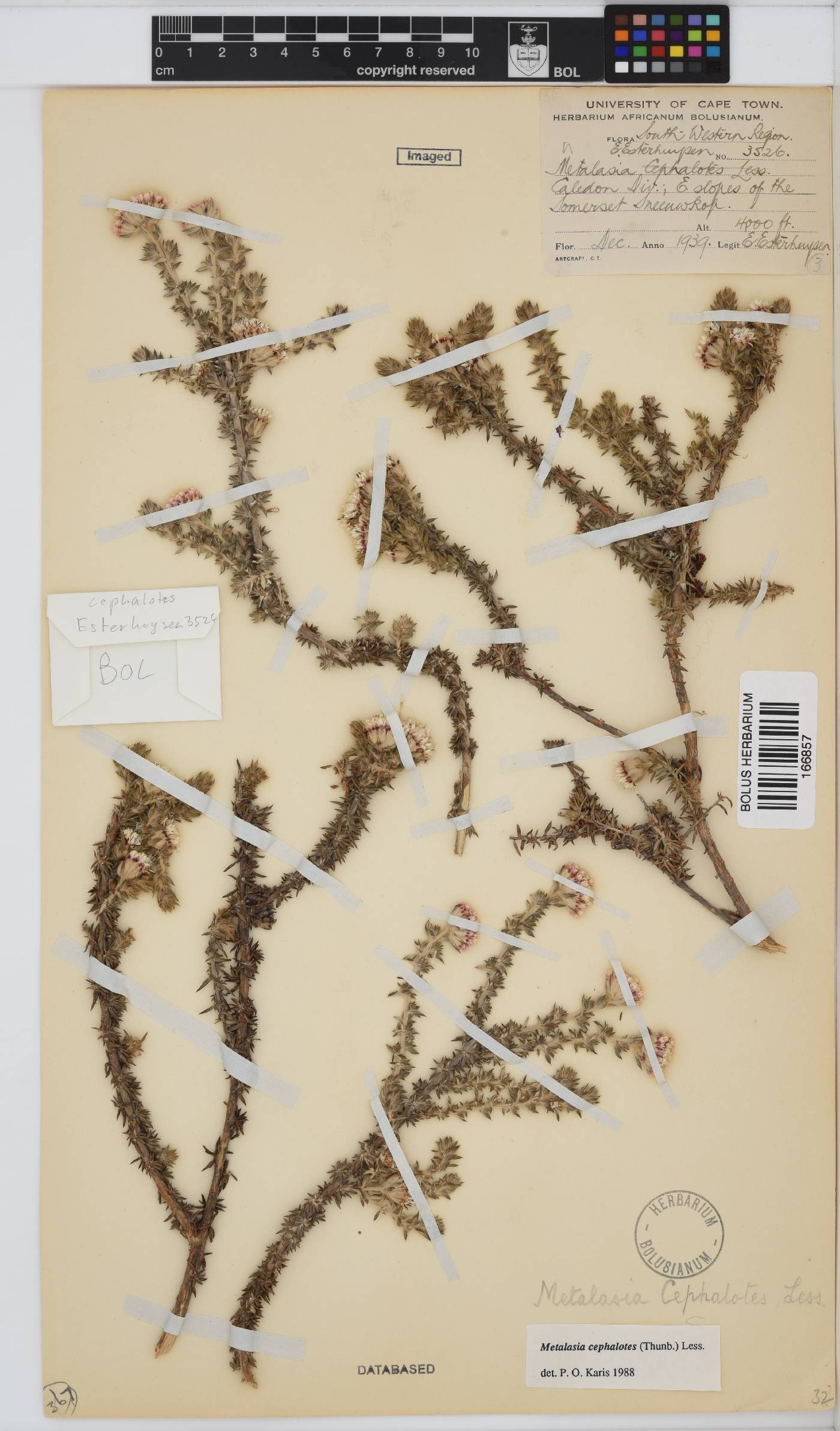 Metalasia cephalotes image