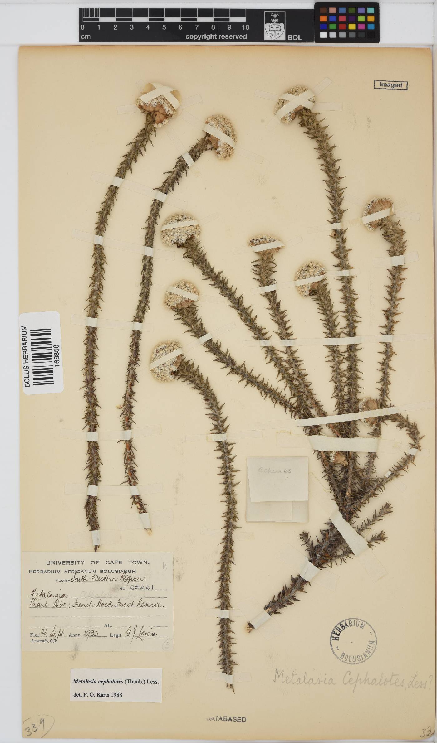 Metalasia cephalotes image