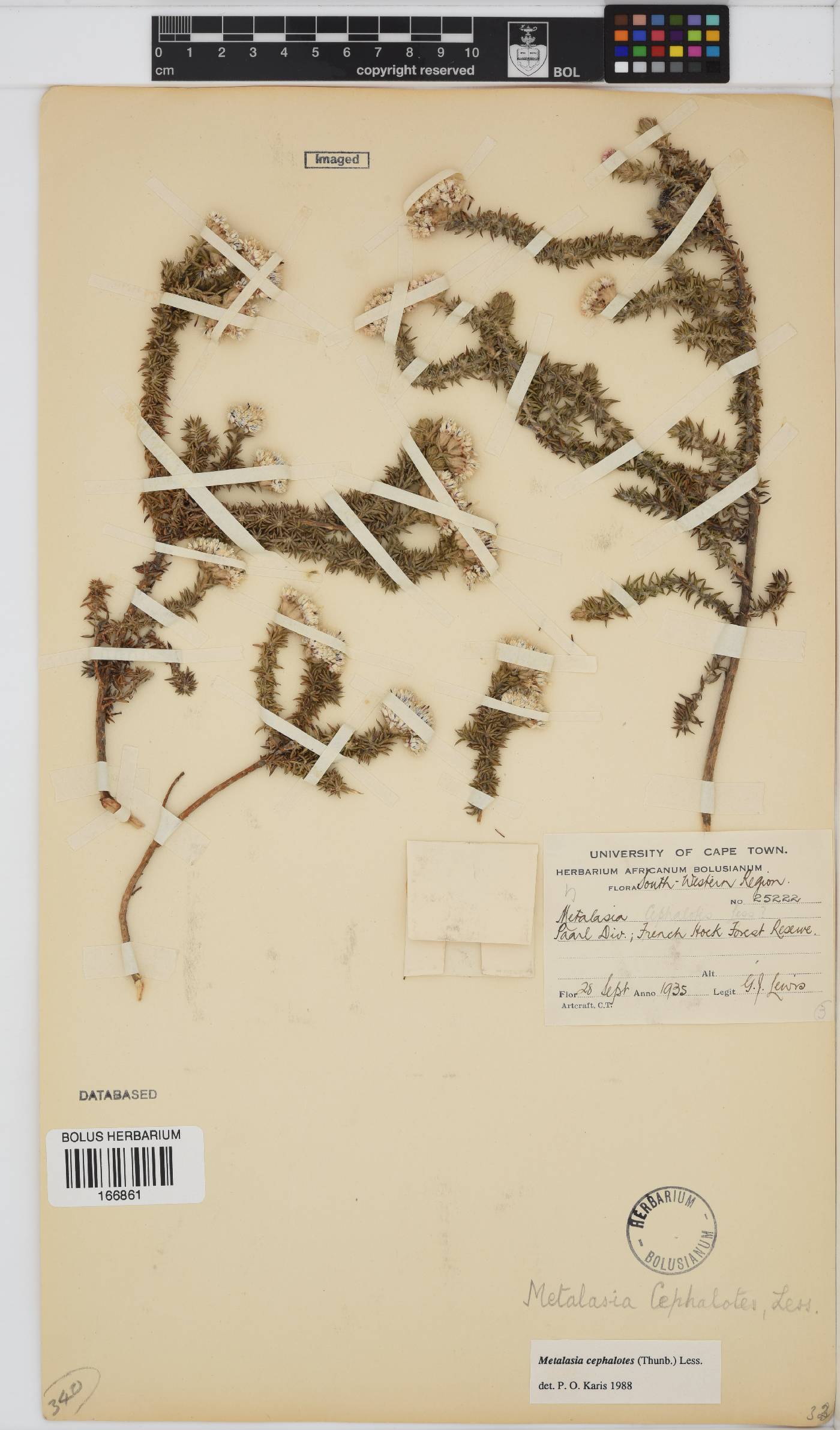 Metalasia cephalotes image