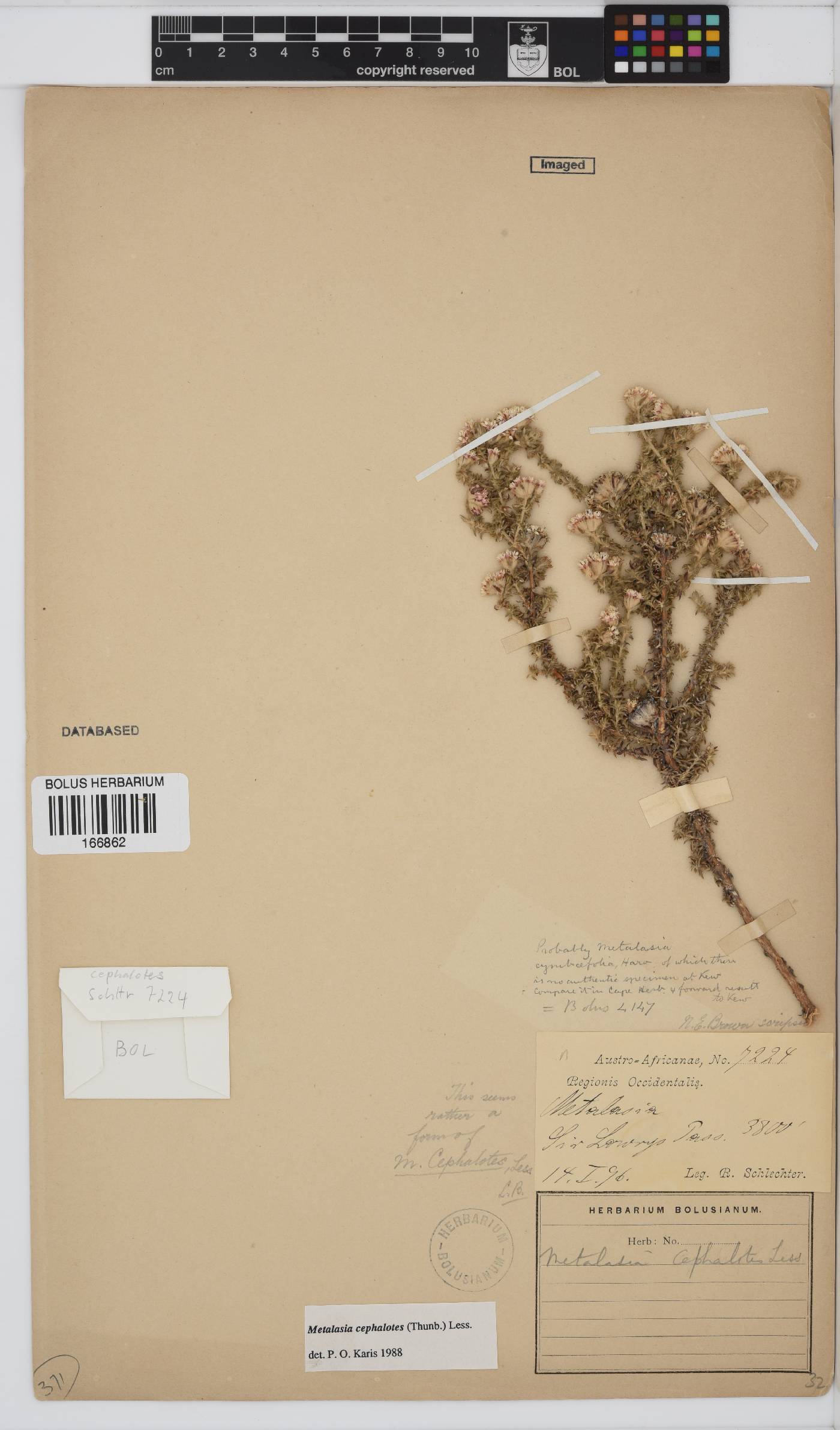 Metalasia cephalotes image