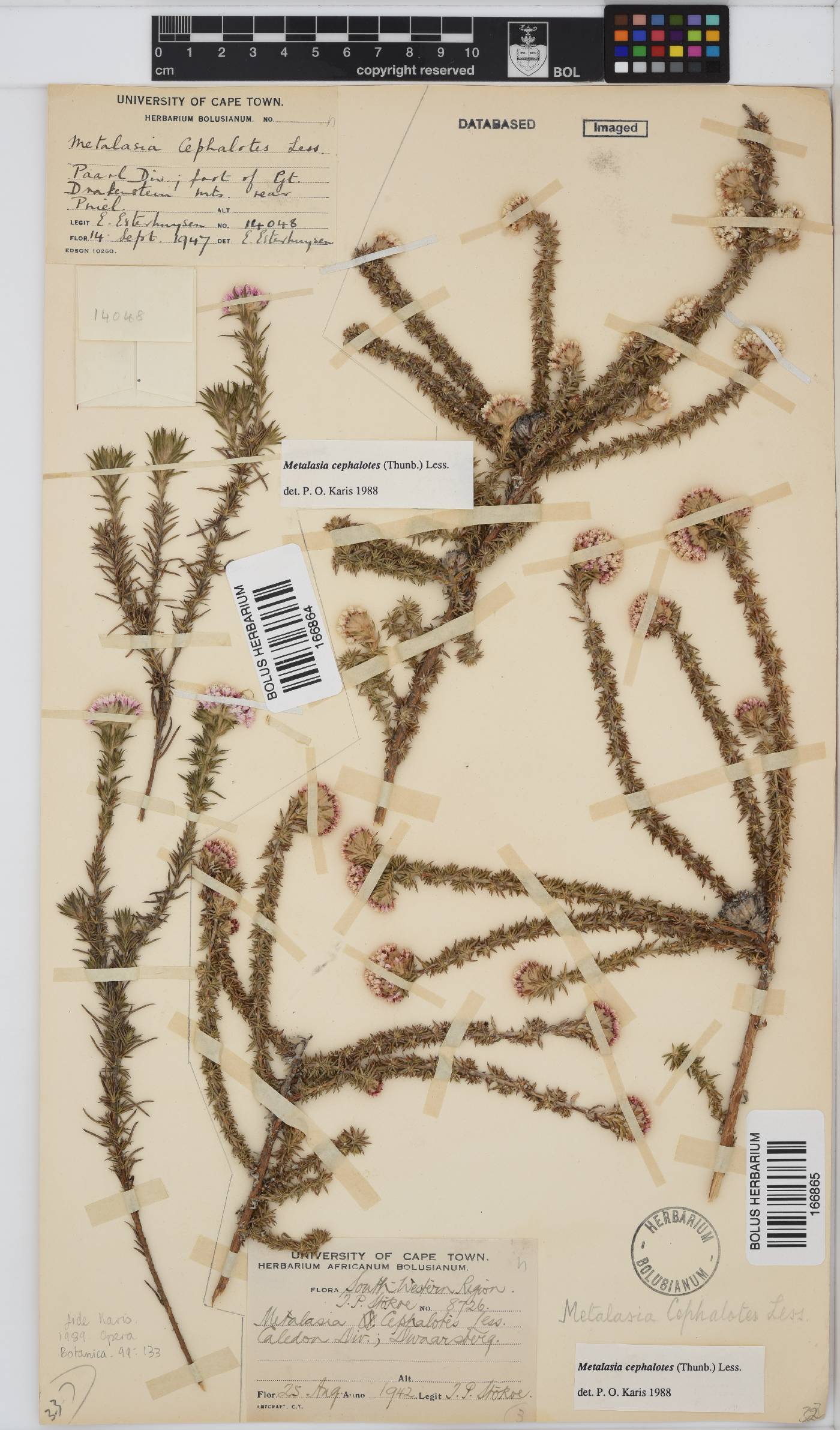 Metalasia cephalotes image