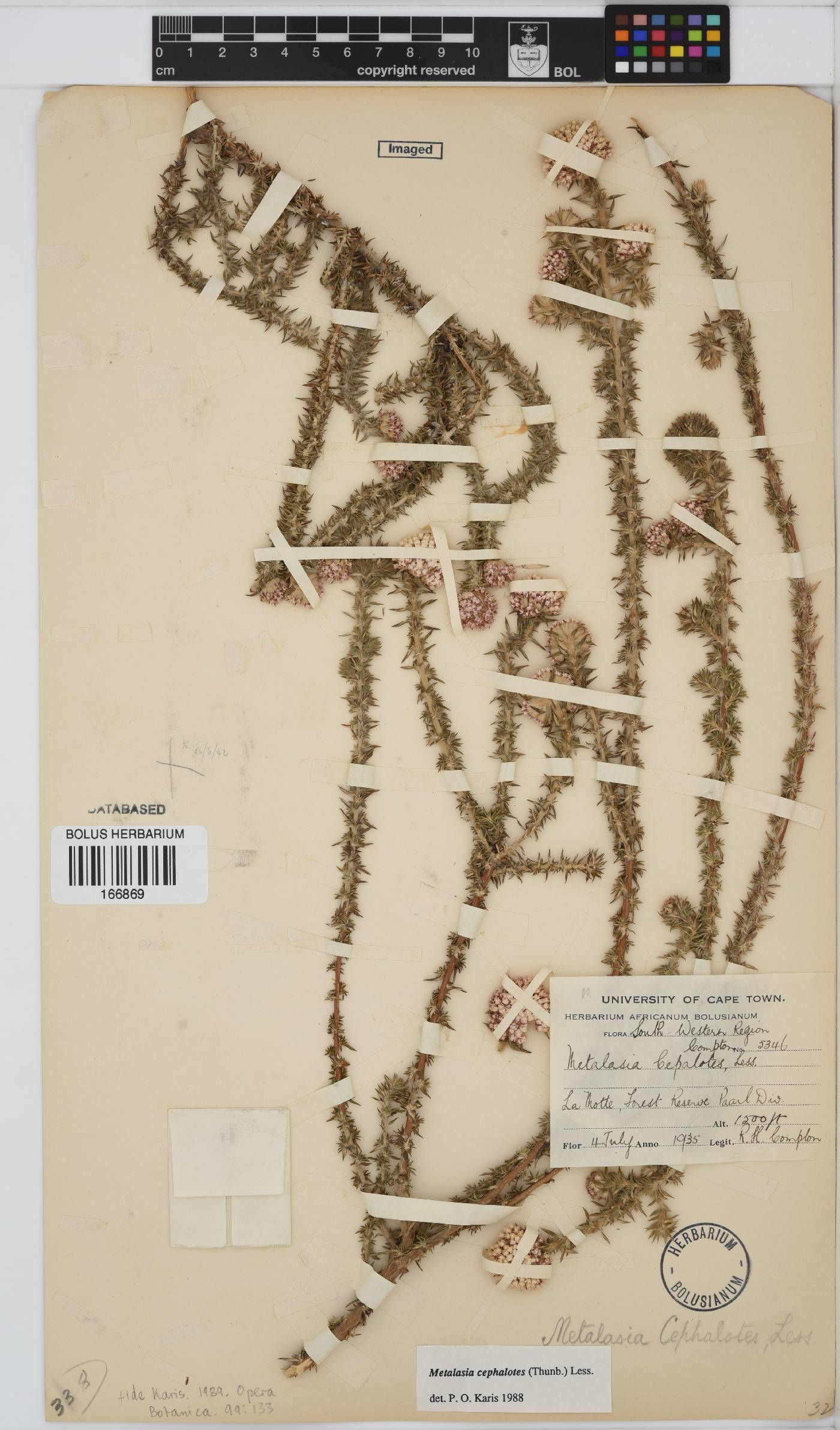 Metalasia cephalotes image