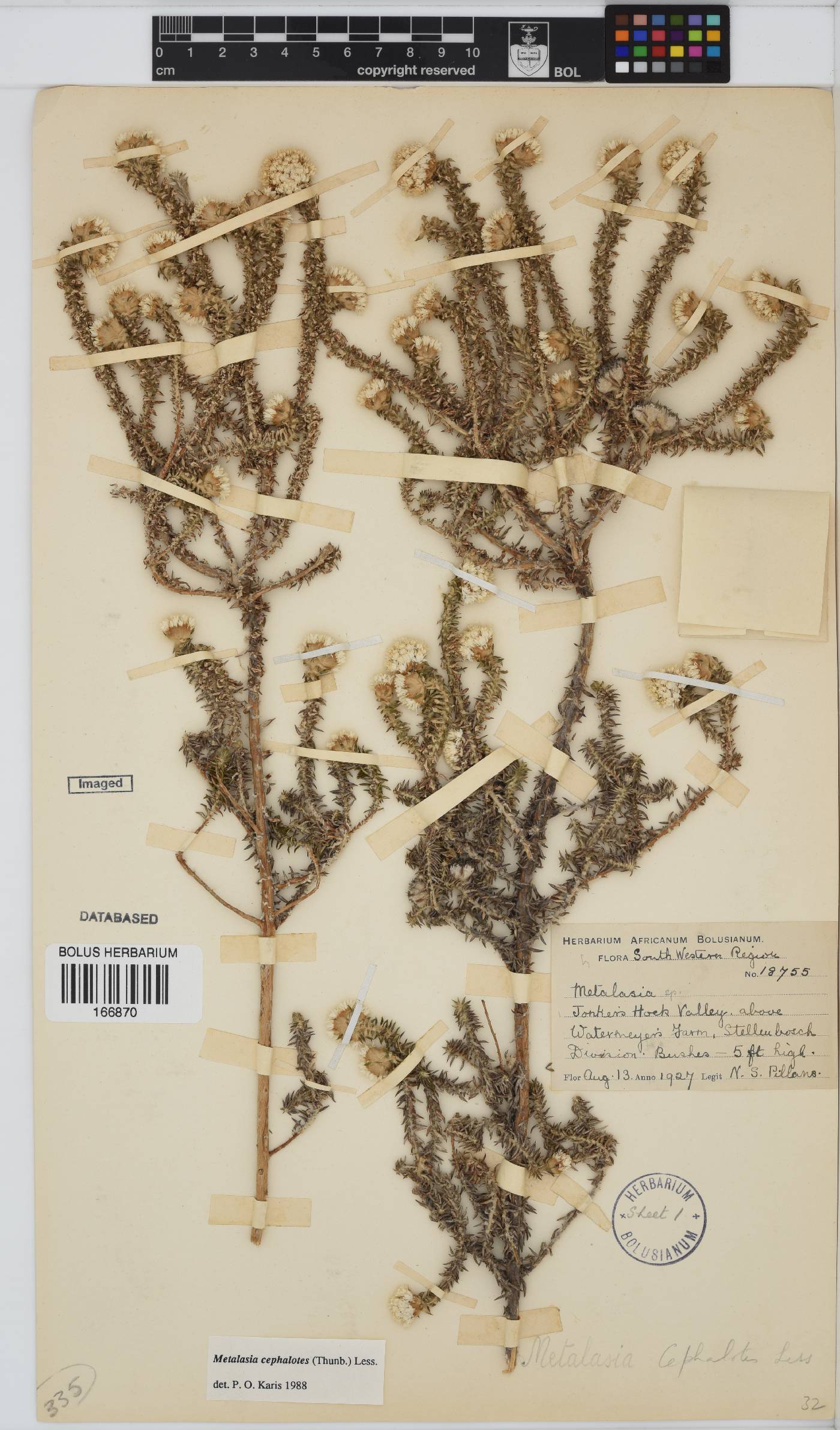 Metalasia cephalotes image