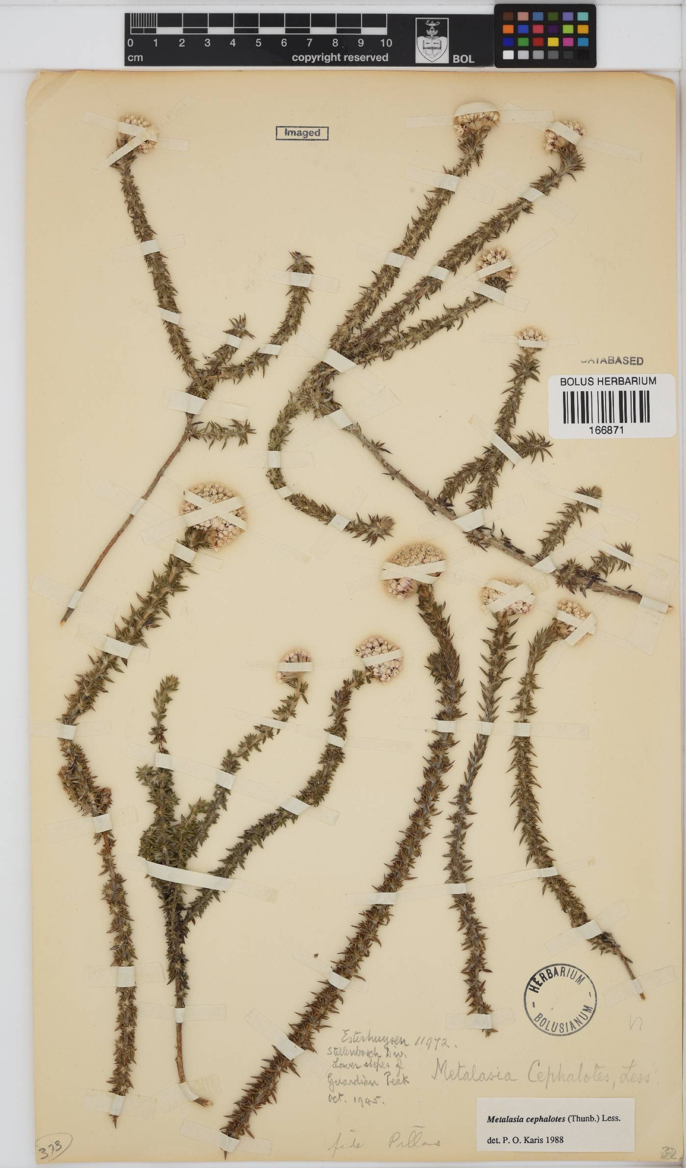 Metalasia cephalotes image