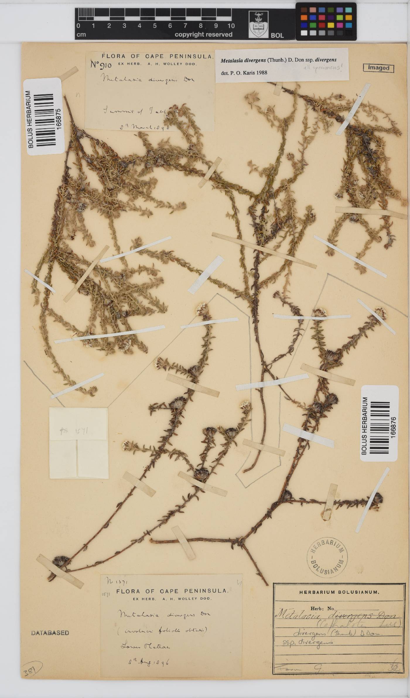Metalasia divergens subsp. divergens image