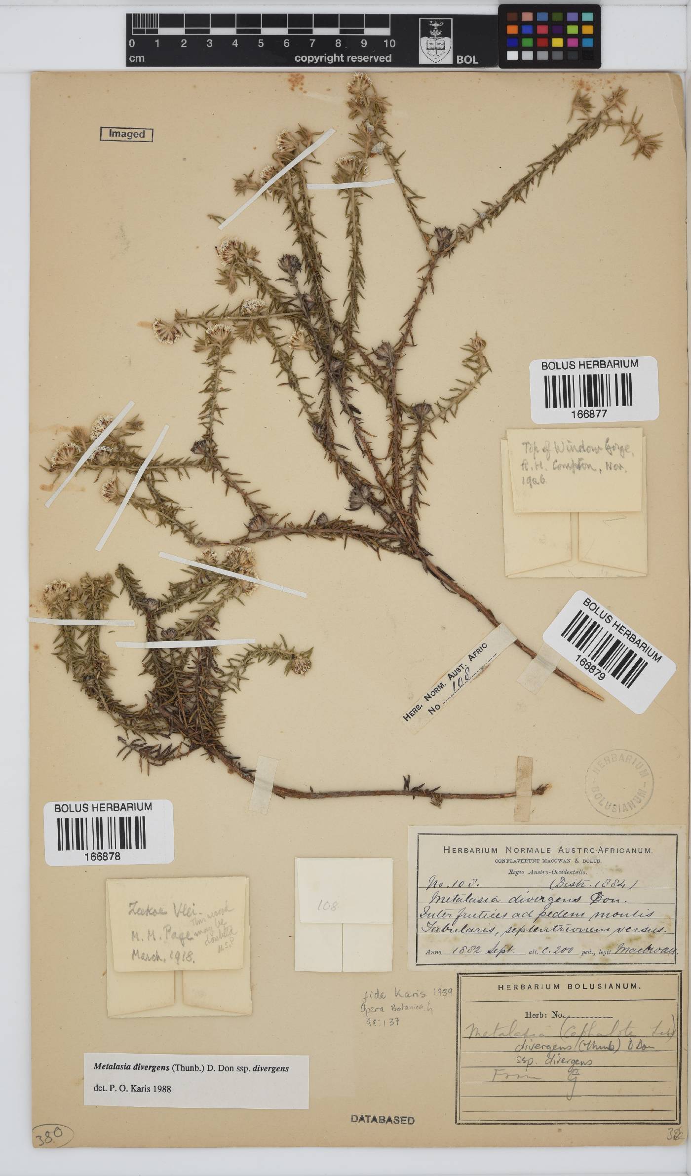 Metalasia divergens subsp. divergens image