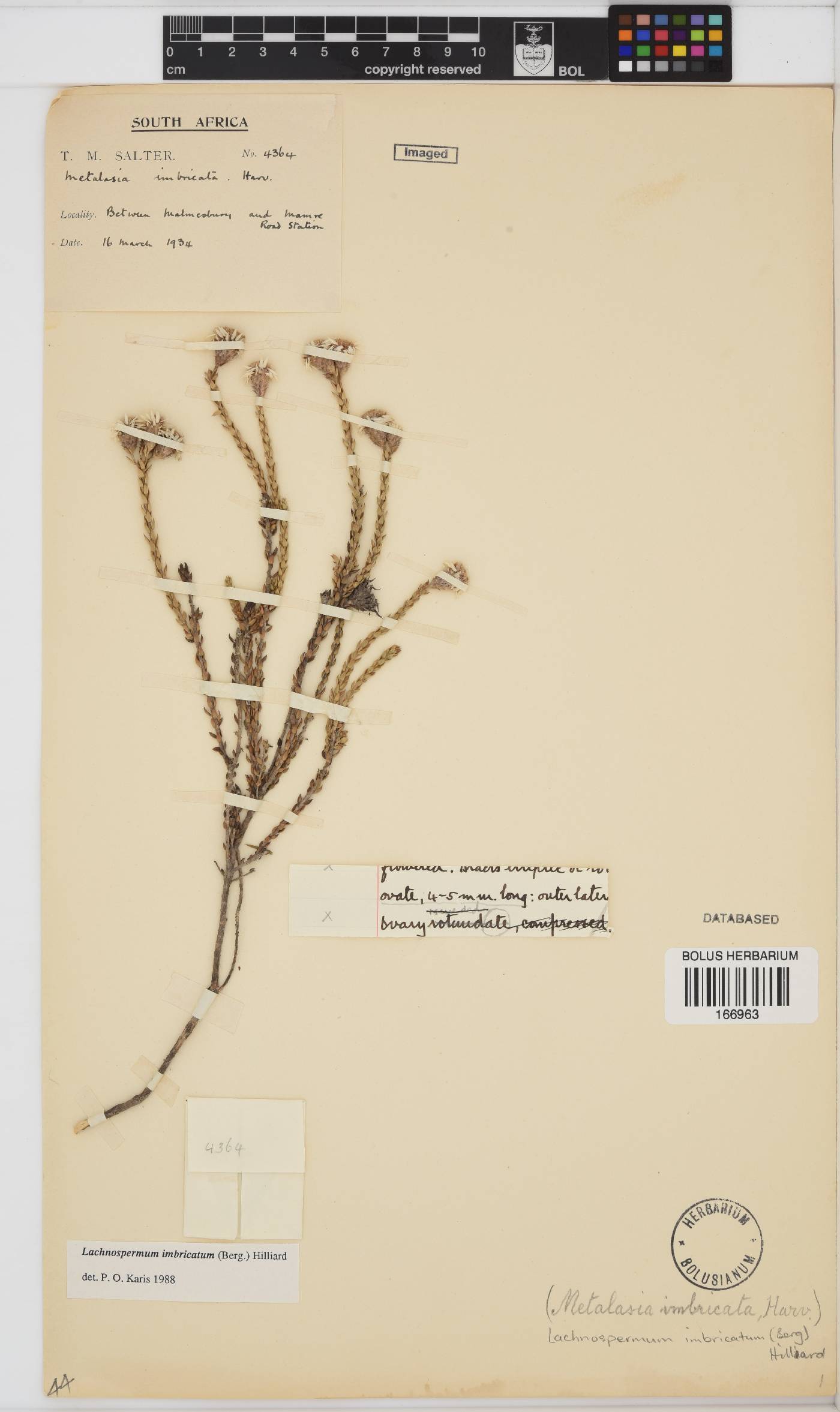 Lachnospermum imbricatum image