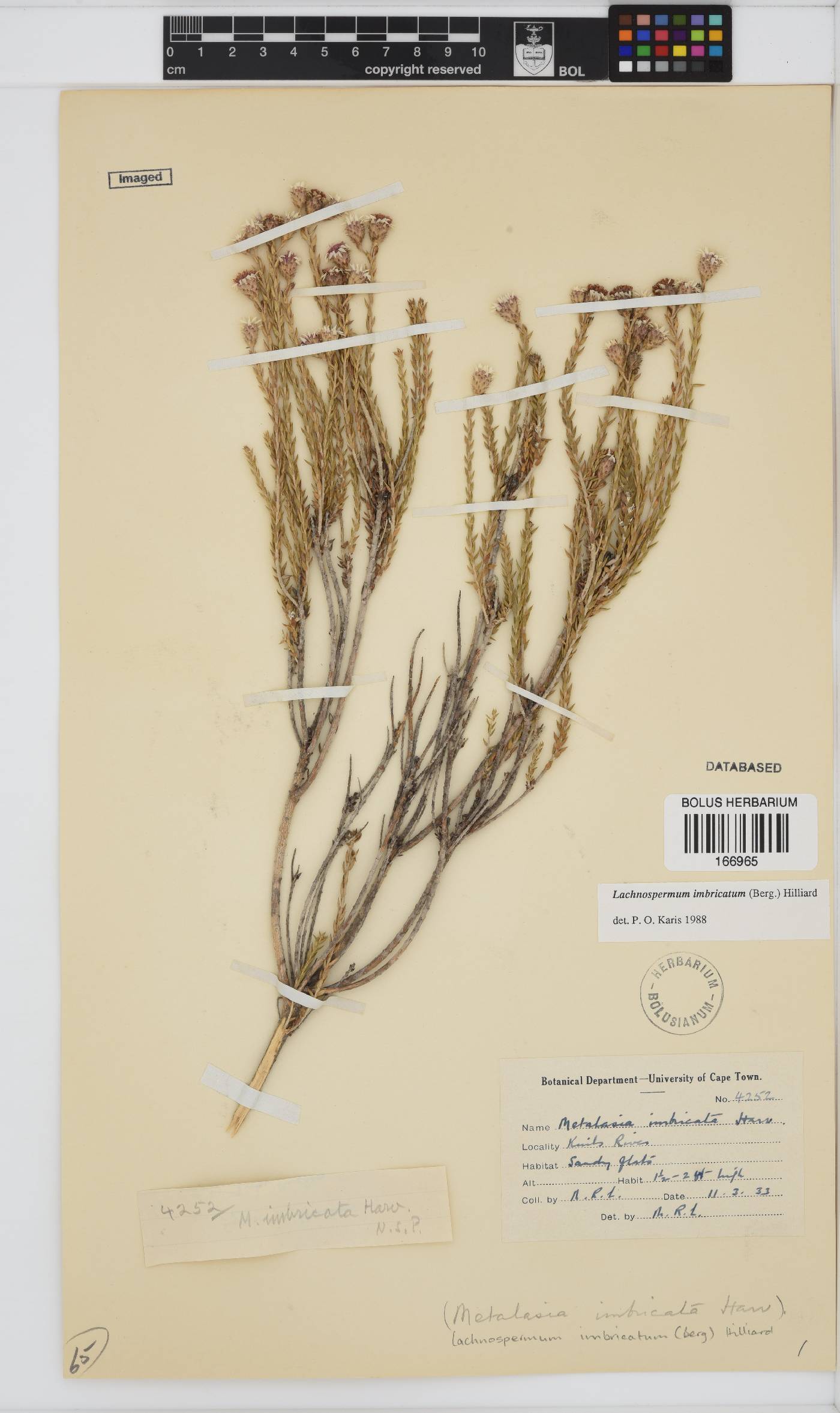 Lachnospermum imbricatum image