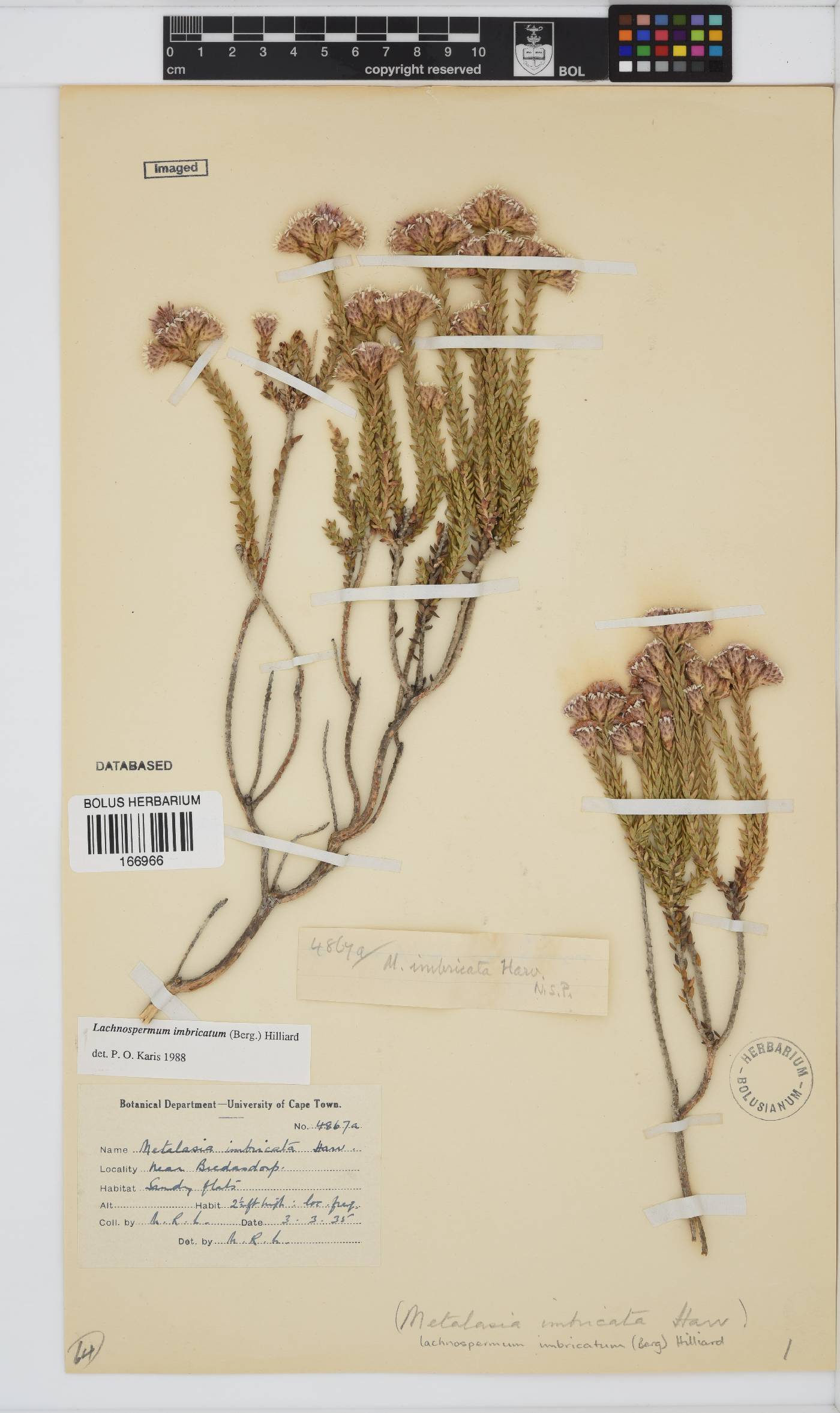 Lachnospermum imbricatum image