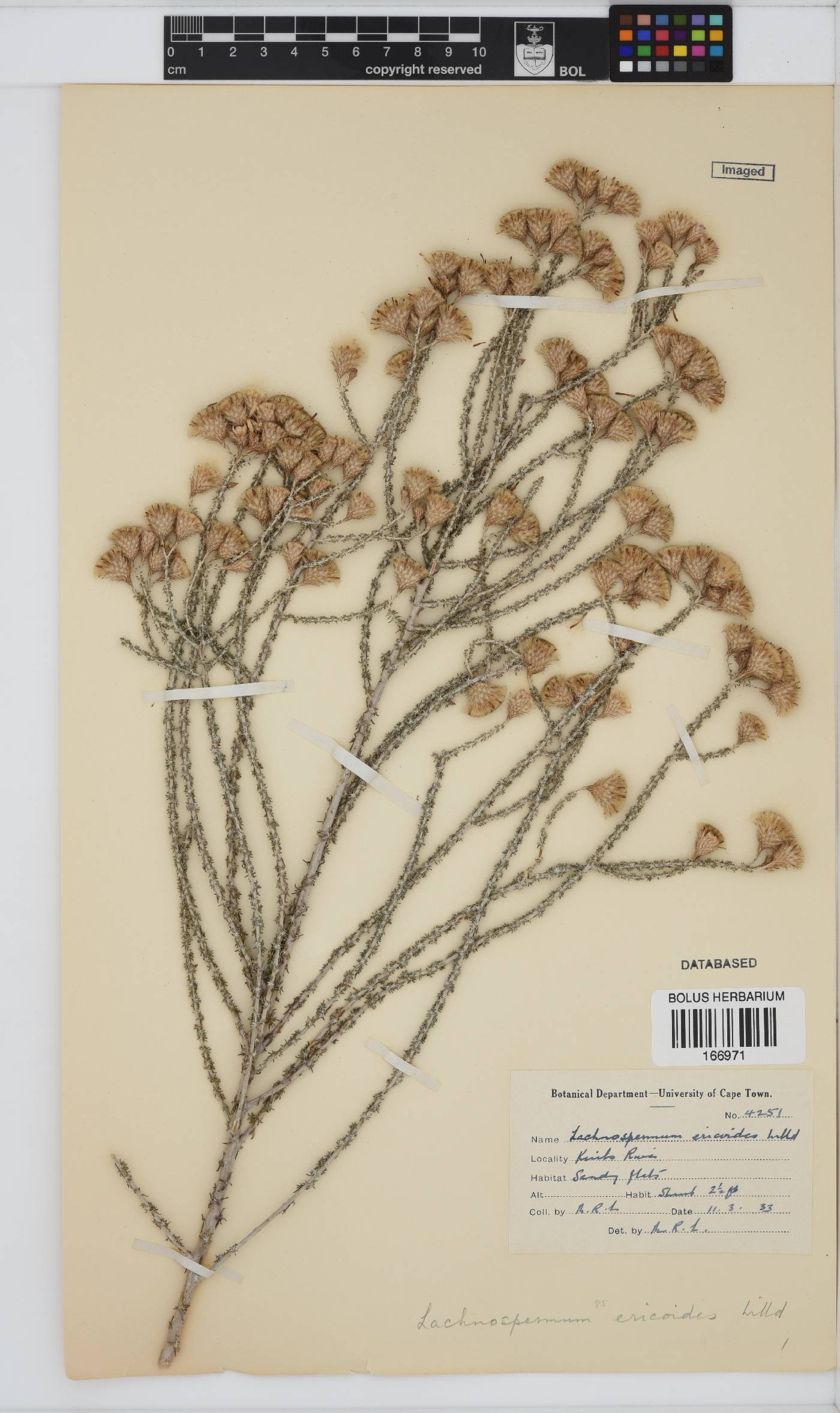 Lachnospermum fasciculatum image