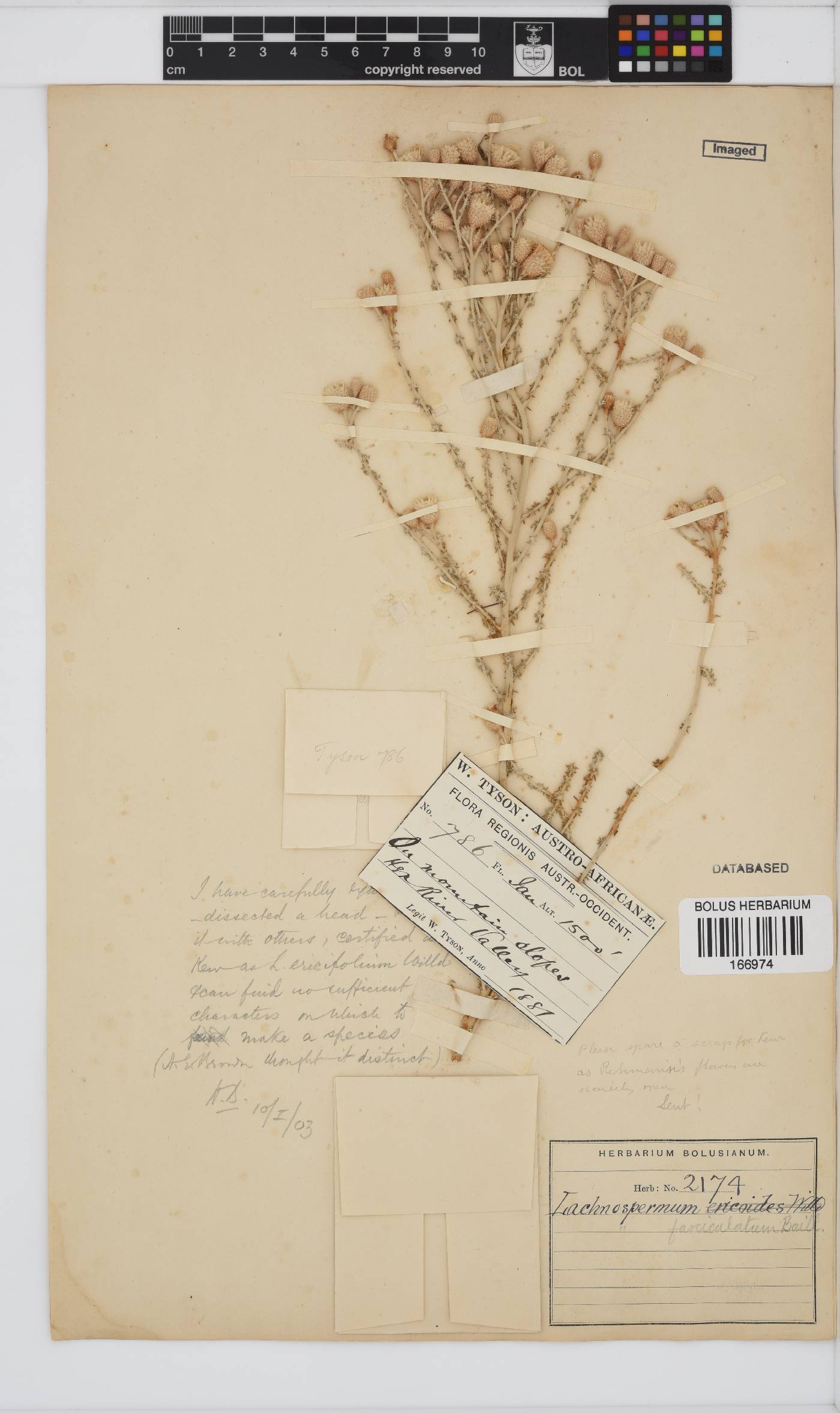 Lachnospermum fasciculatum image