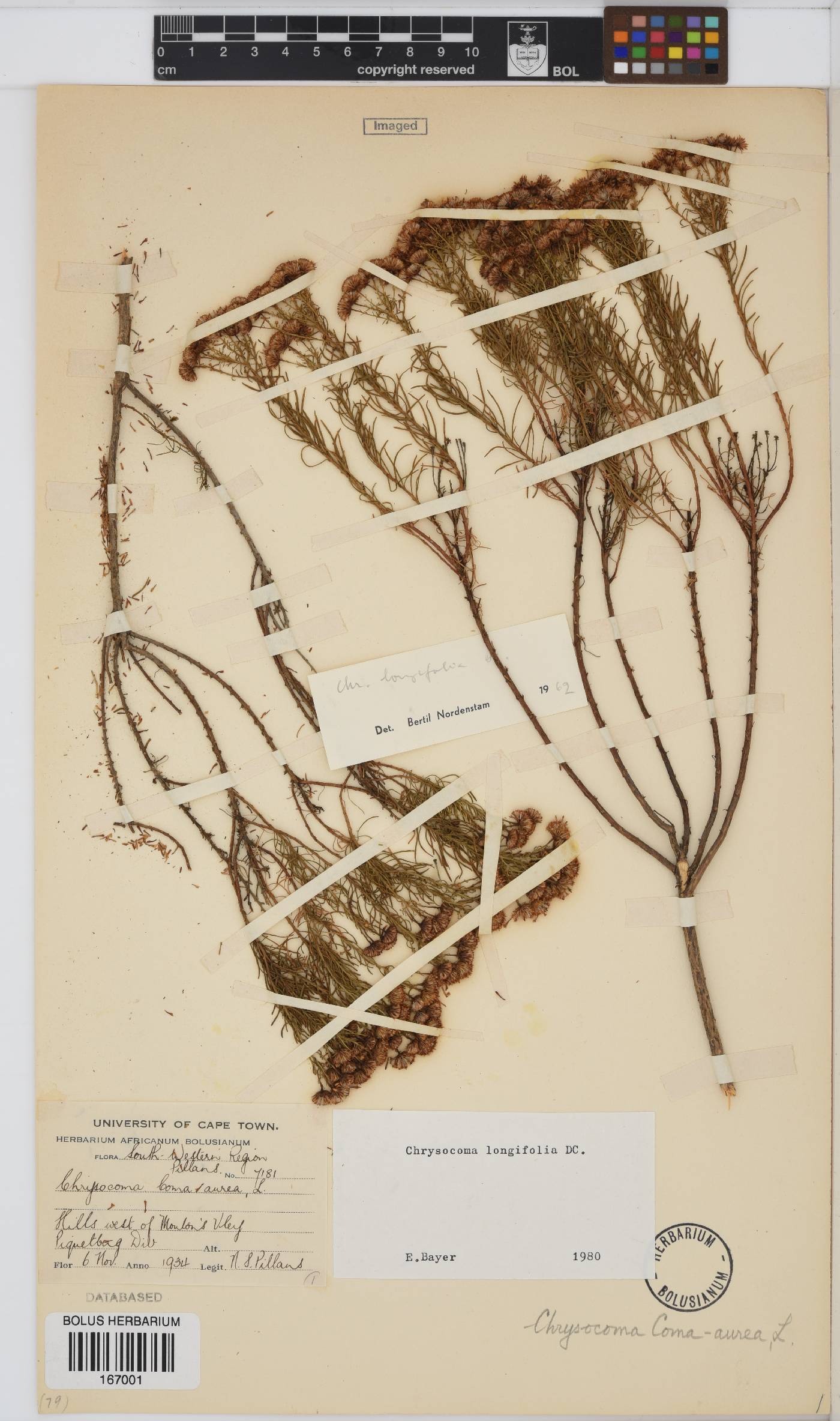 Chrysocoma longifolia image