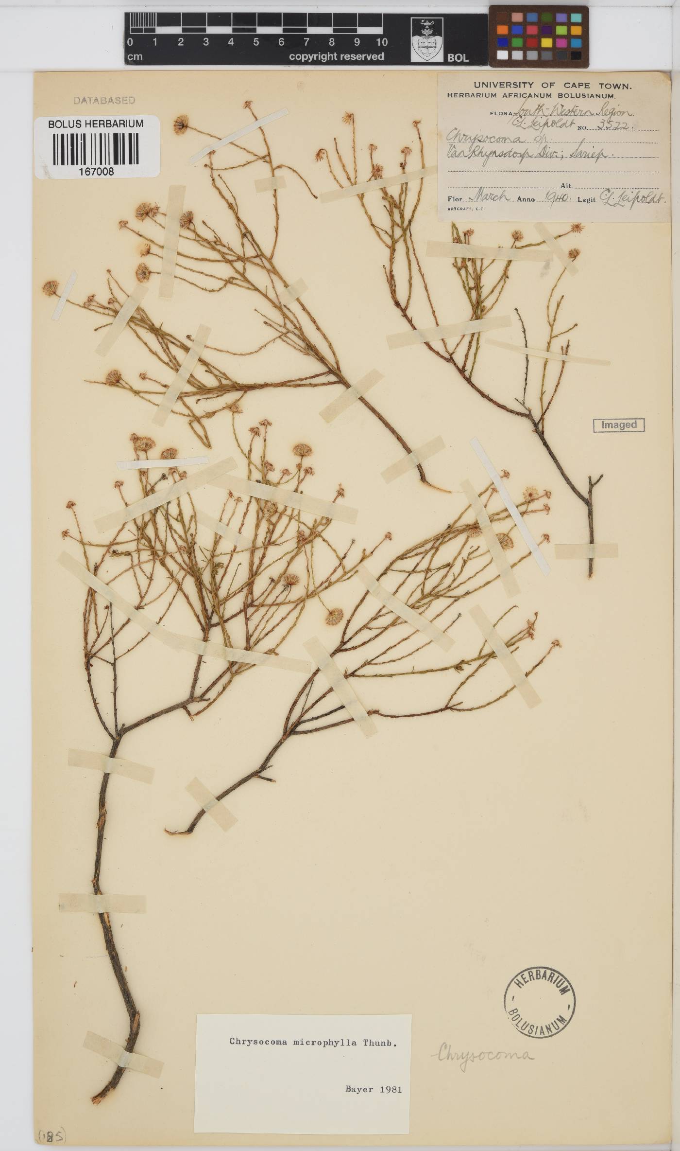 Chrysocoma microphylla image