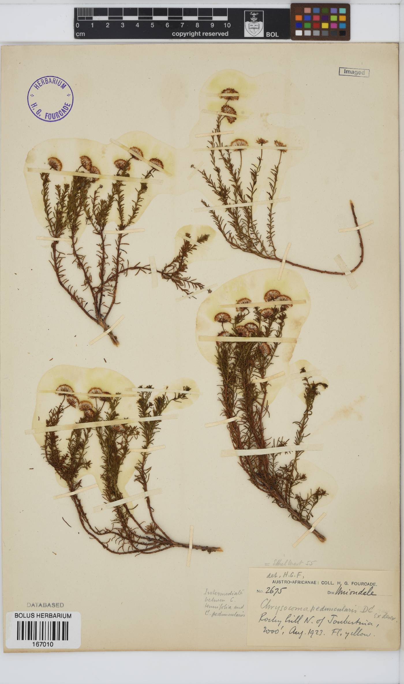 Chrysocoma microphylla image
