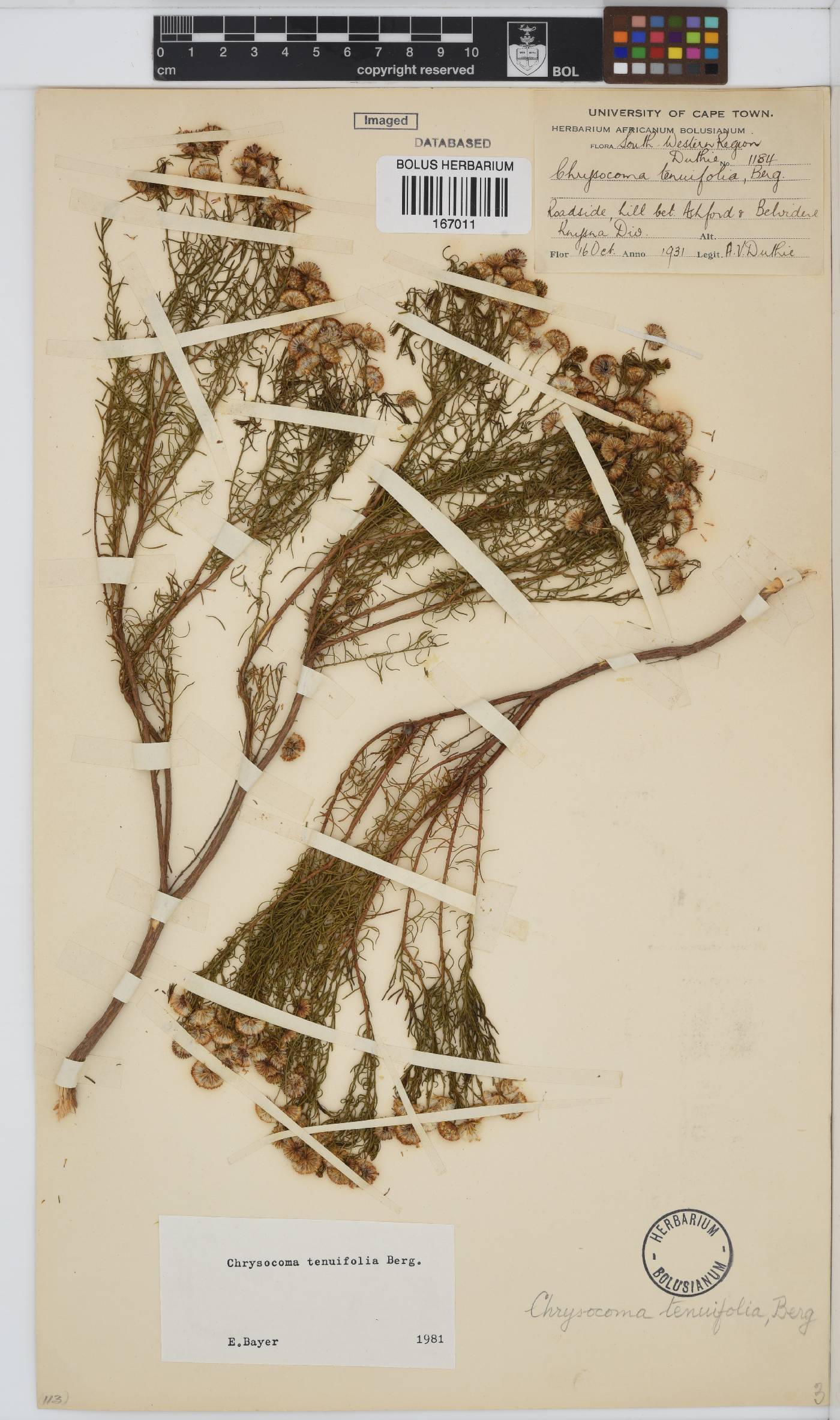 Chrysocoma ciliata image