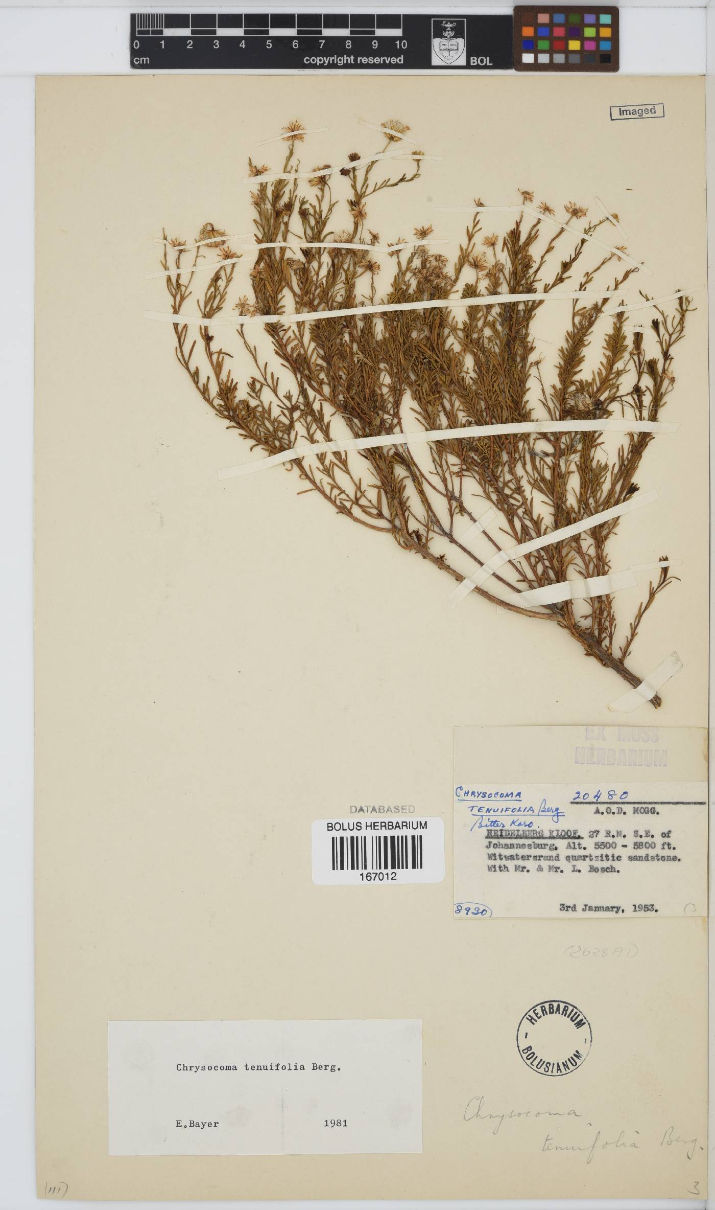 Chrysocoma ciliata image