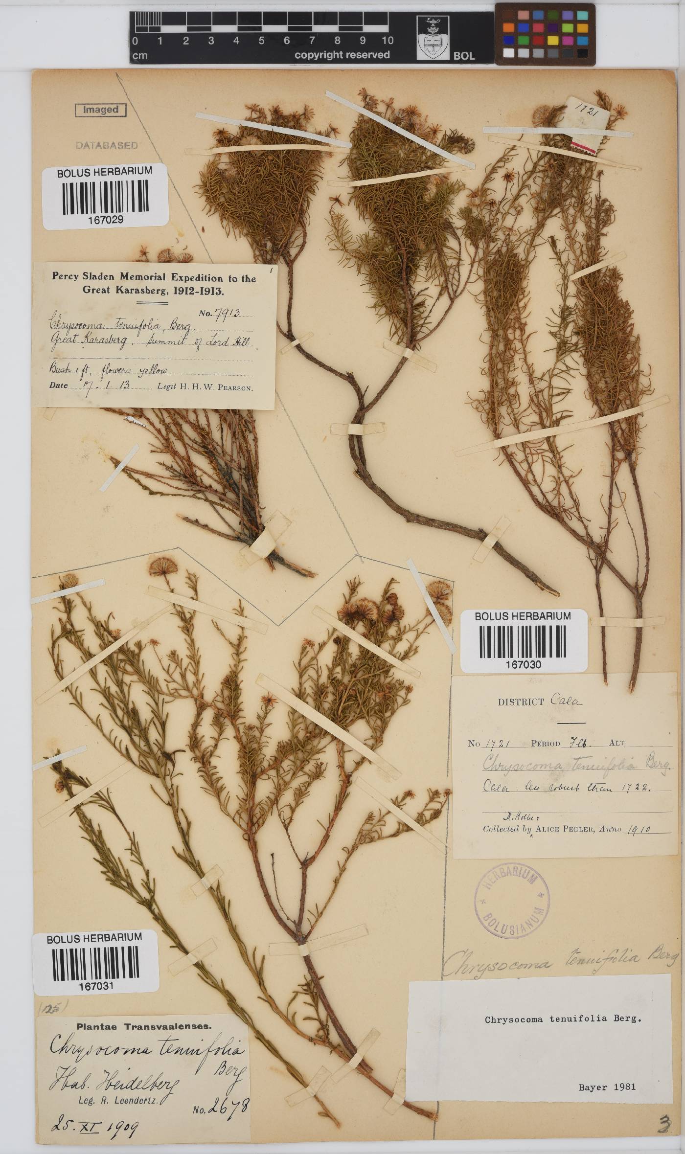 Chrysocoma ciliata image