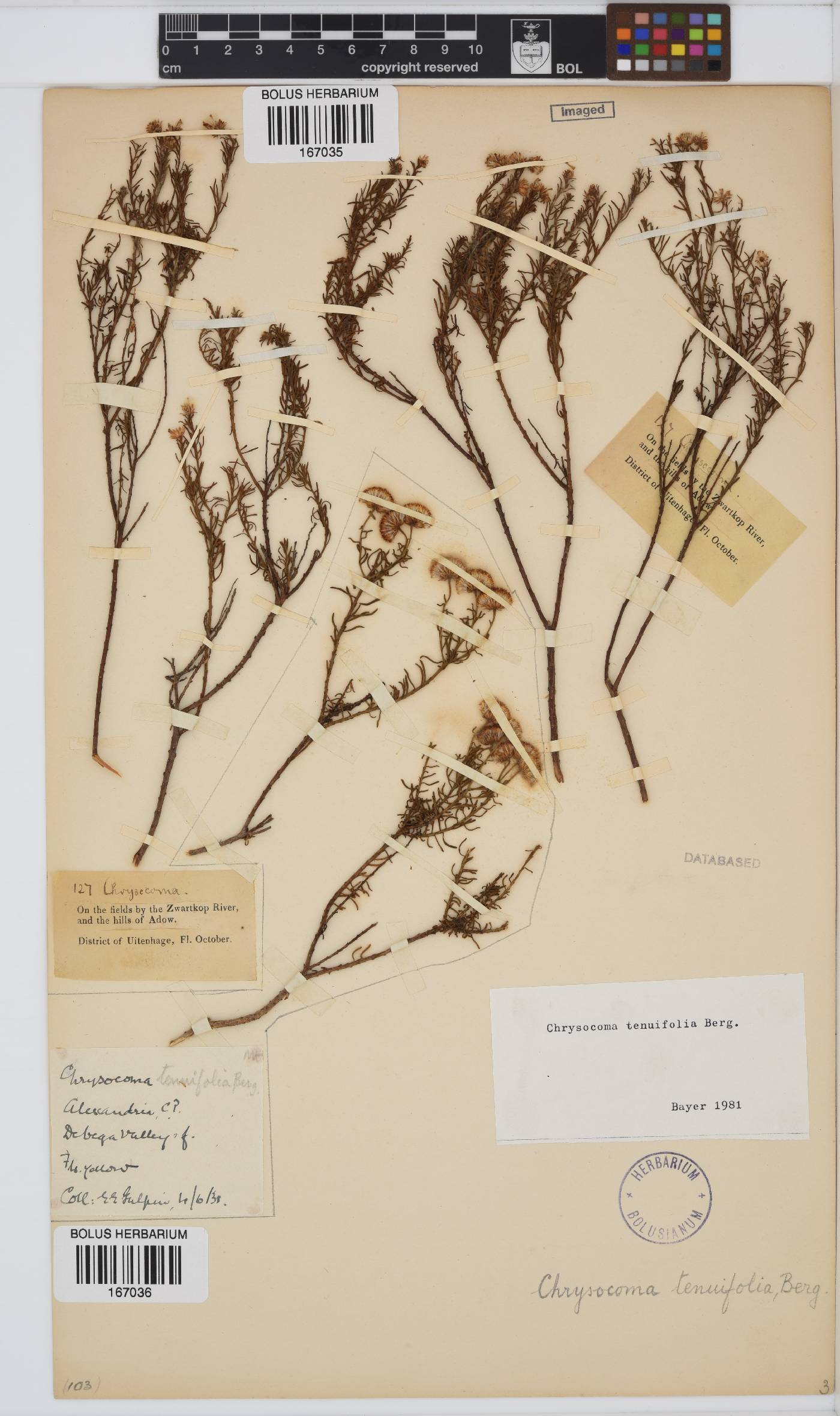 Chrysocoma ciliata image