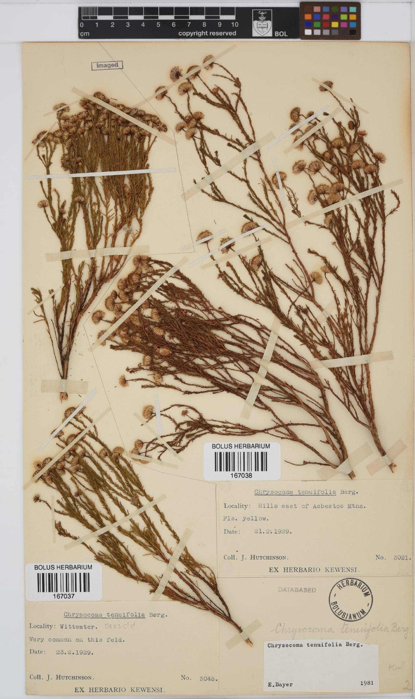 Chrysocoma ciliata image