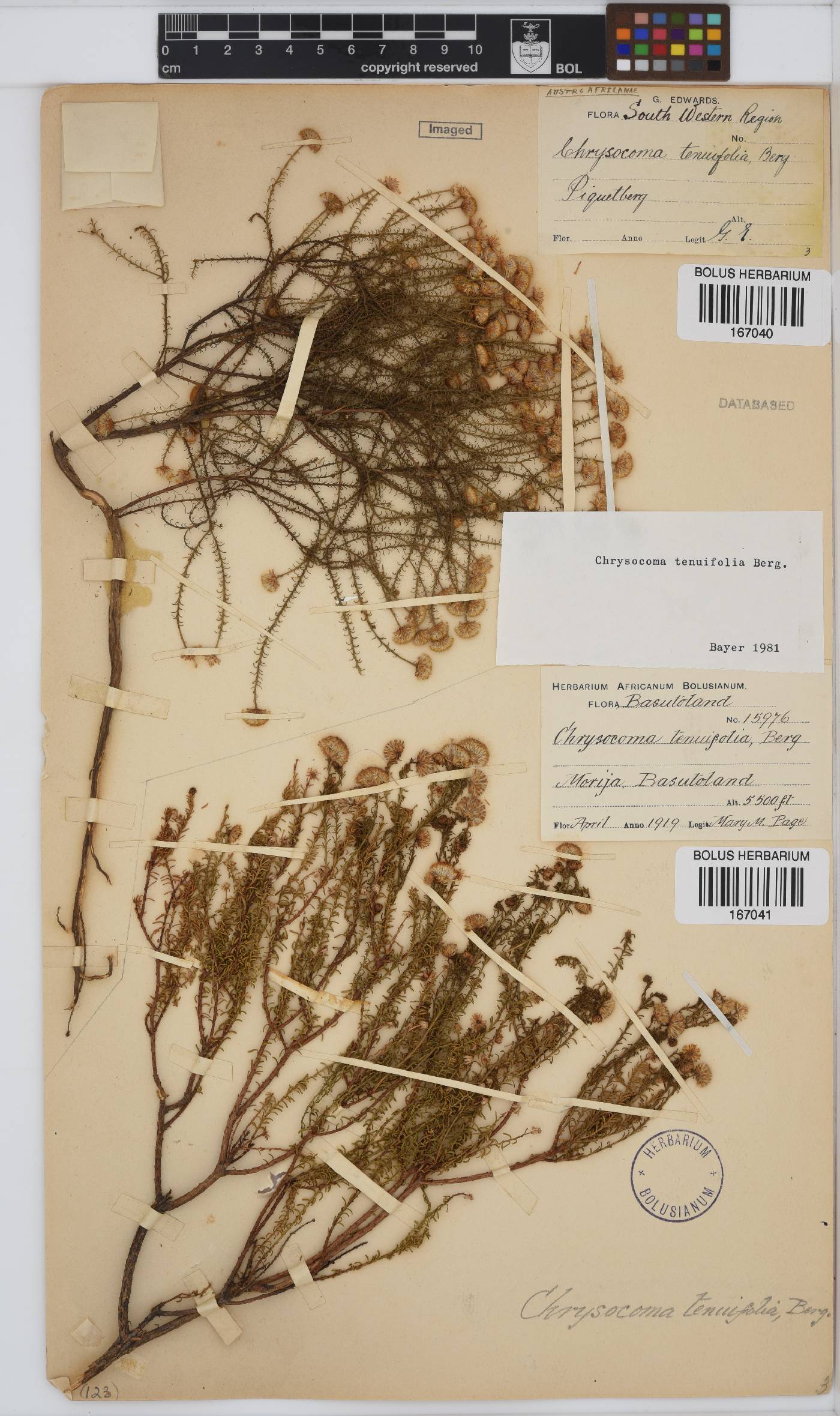 Chrysocoma ciliata image