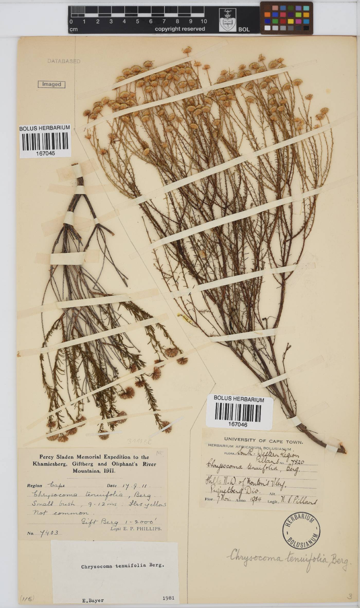 Chrysocoma ciliata image