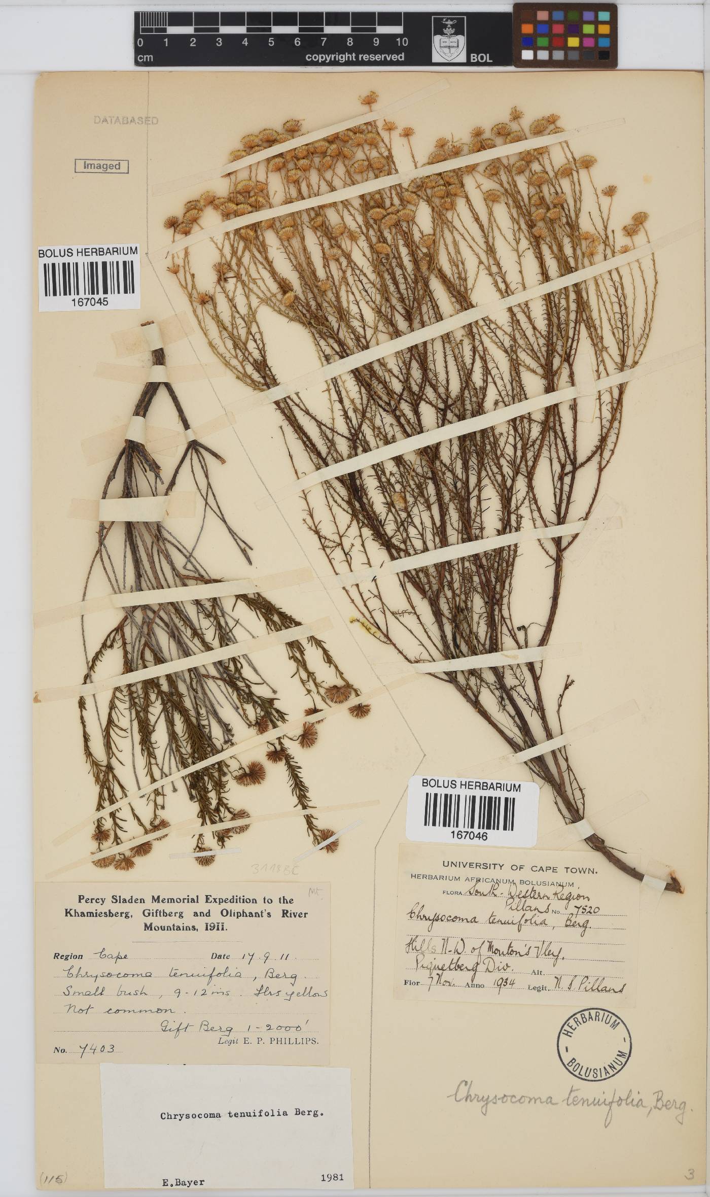 Chrysocoma image