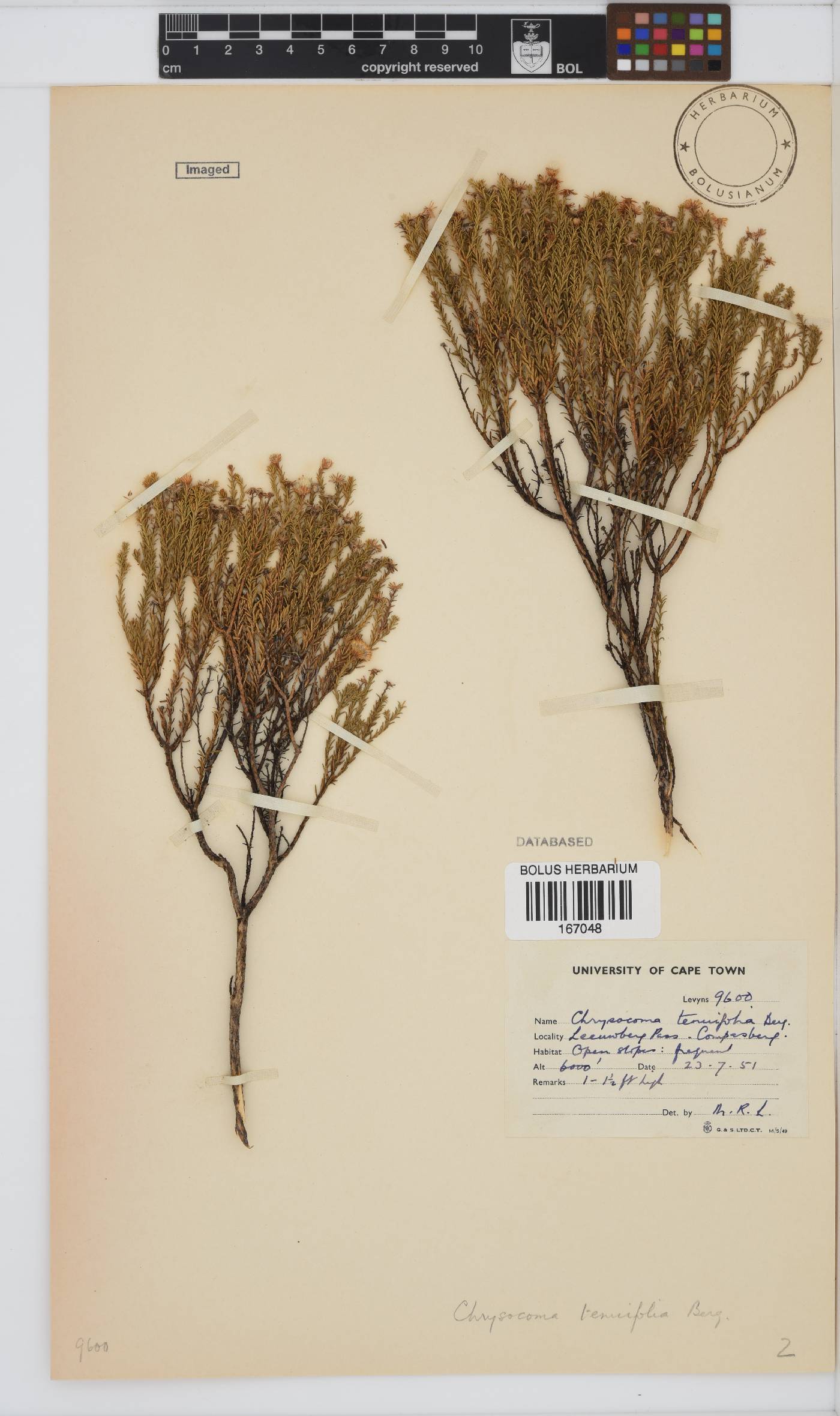 Chrysocoma image