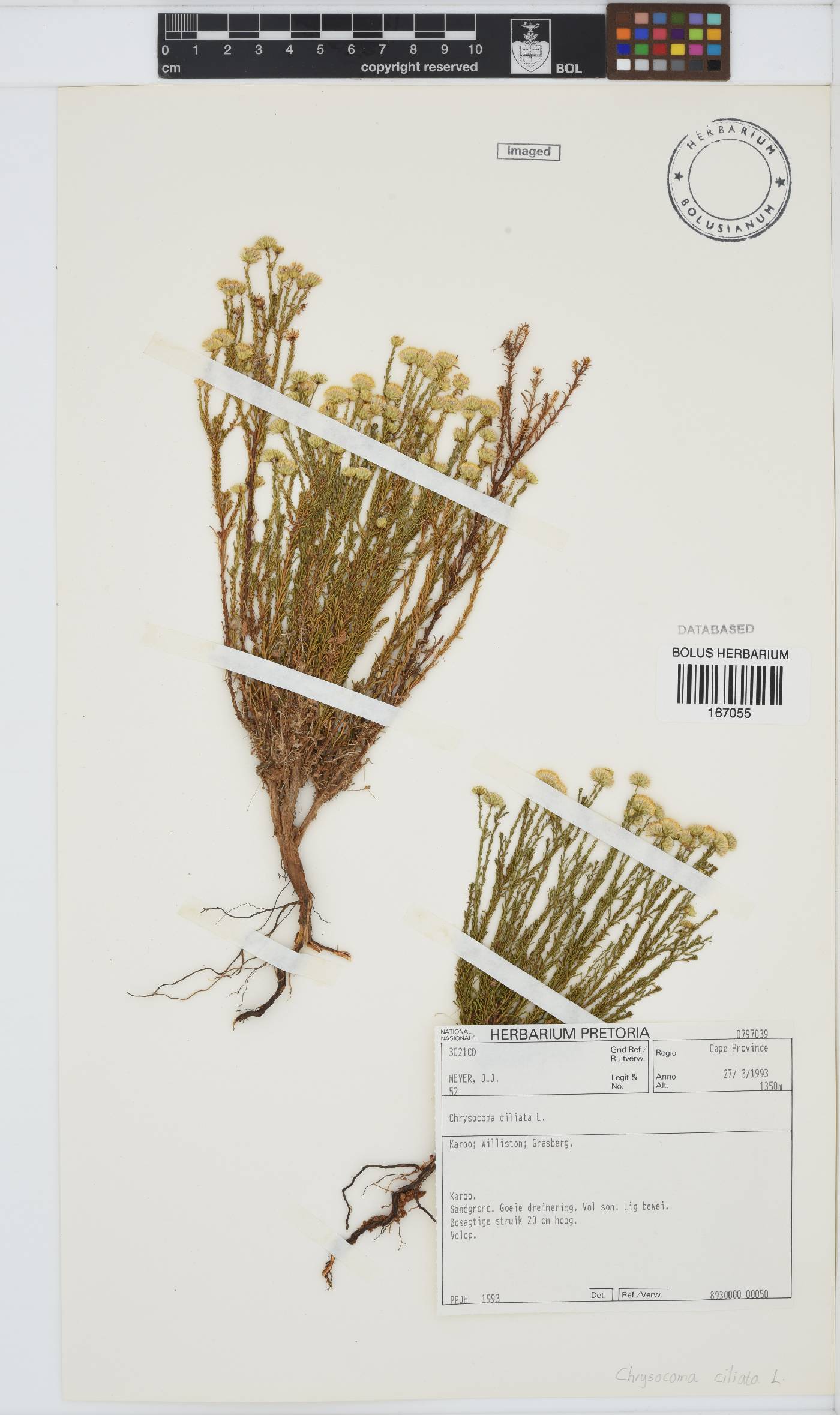 Chrysocoma ciliata image
