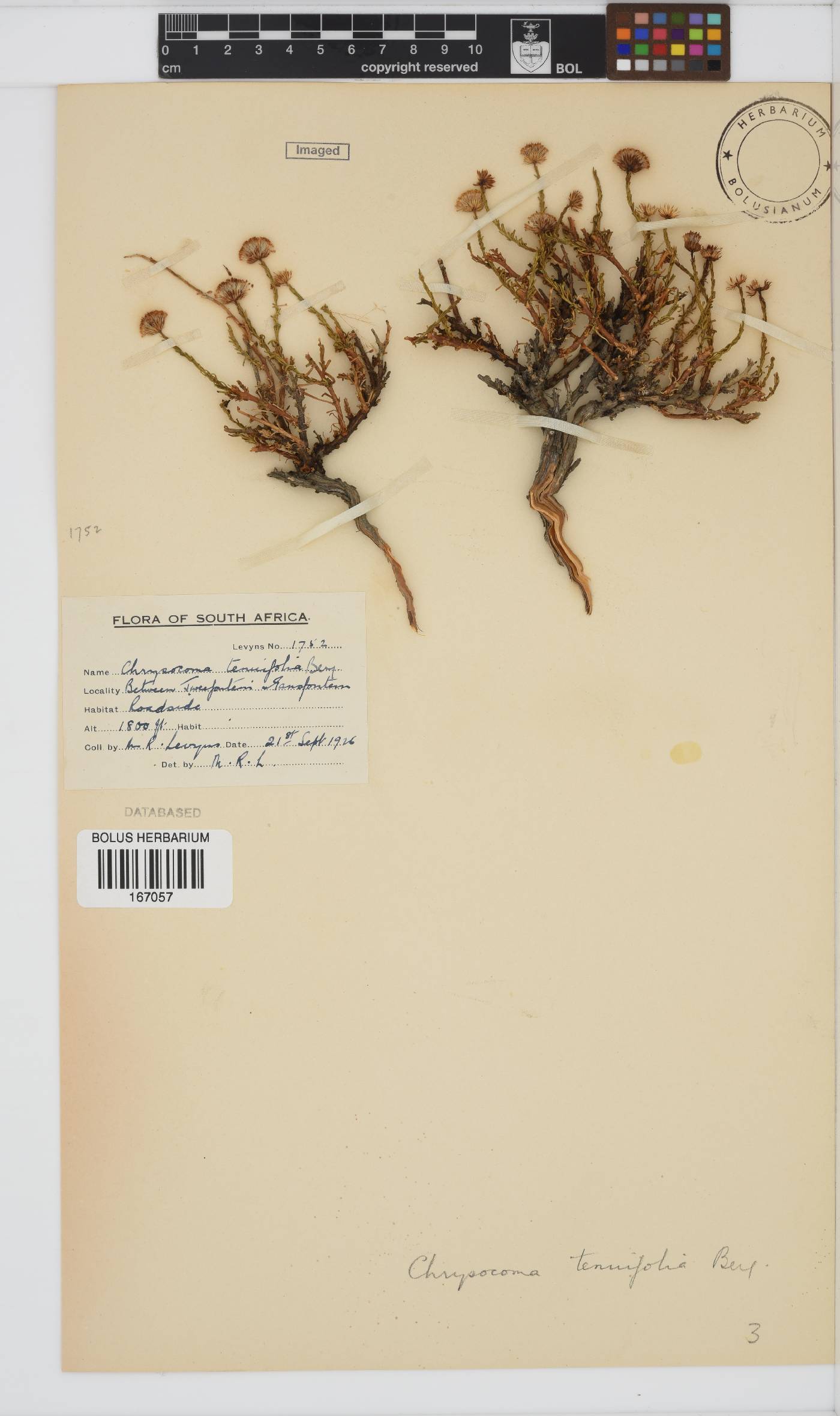 Chrysocoma ciliata image