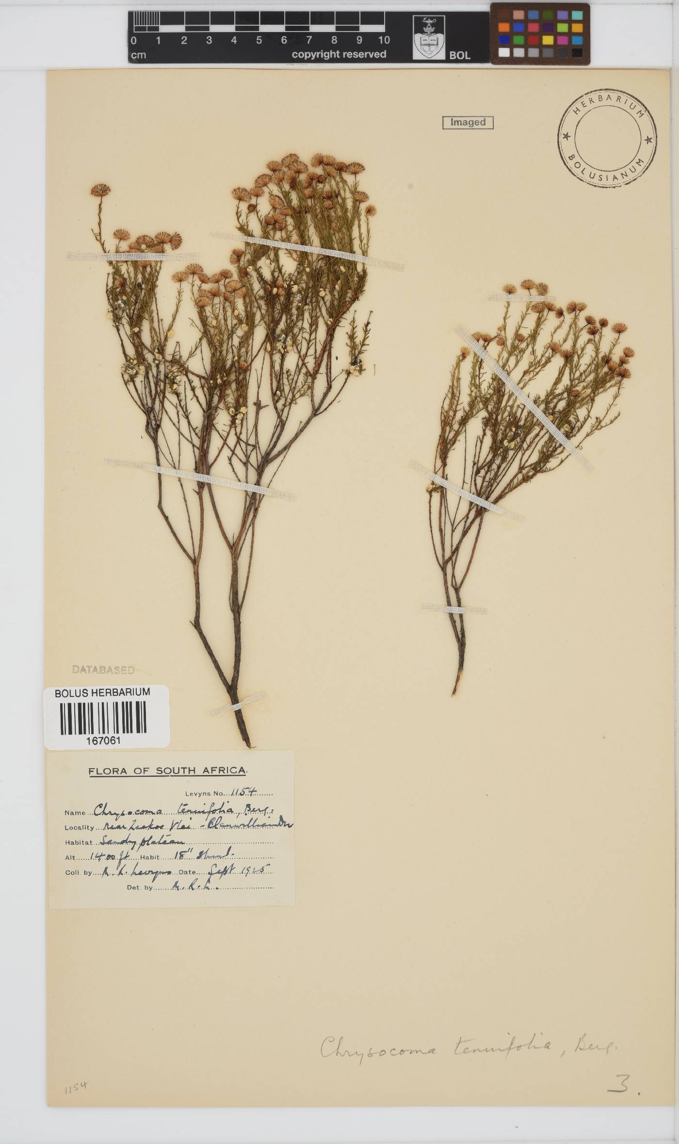 Chrysocoma ciliata image