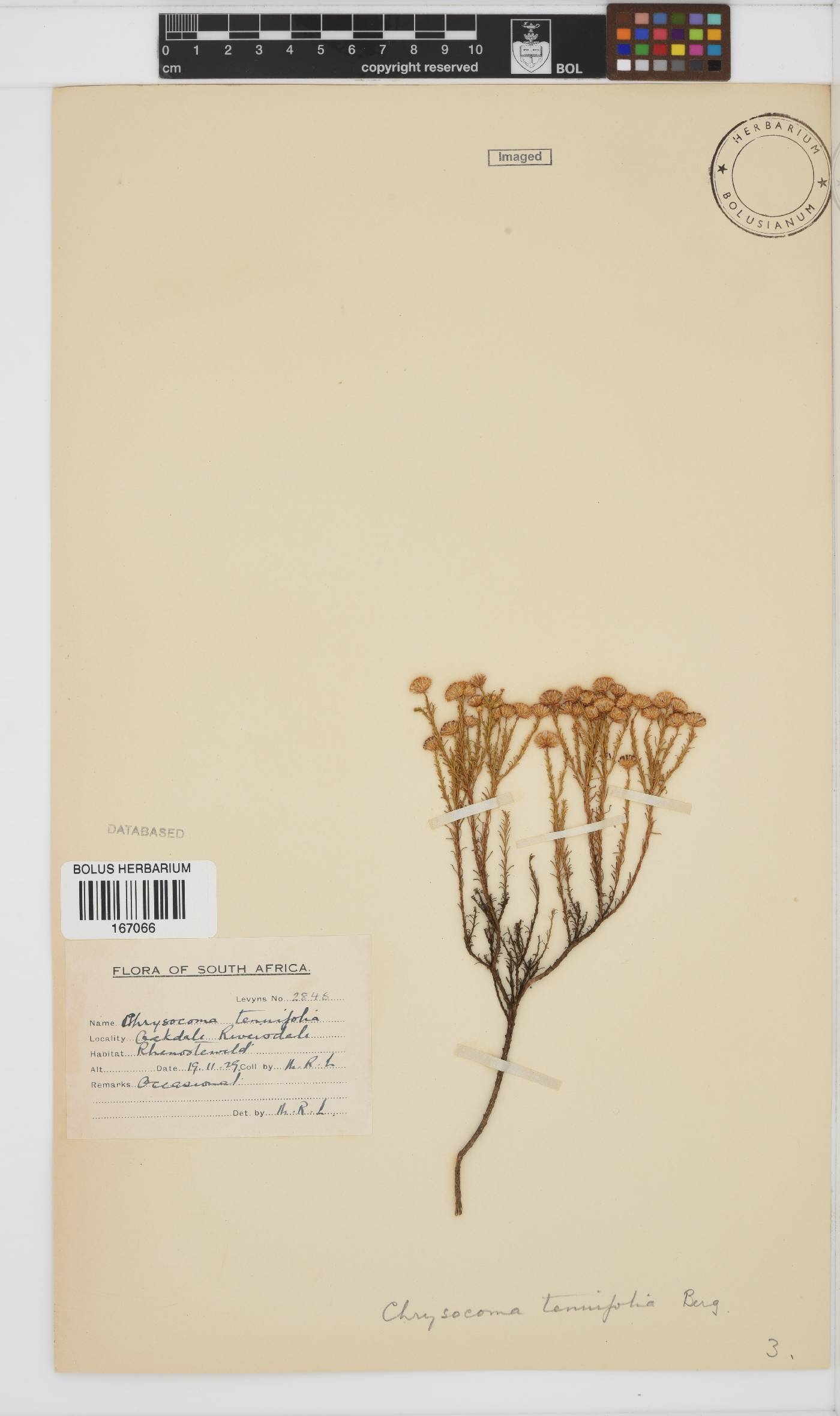 Chrysocoma ciliata image