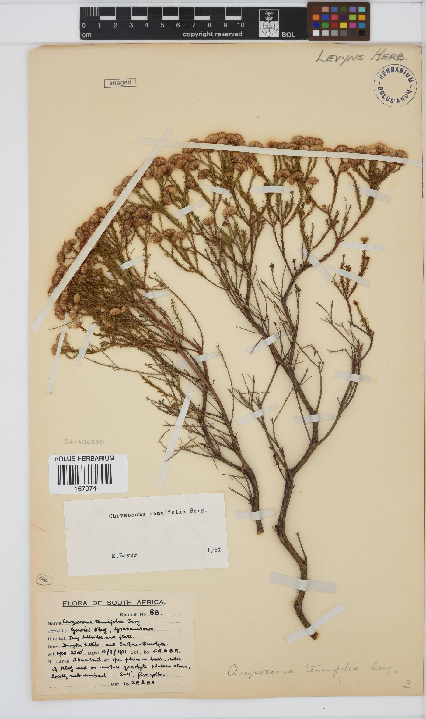 Chrysocoma ciliata image