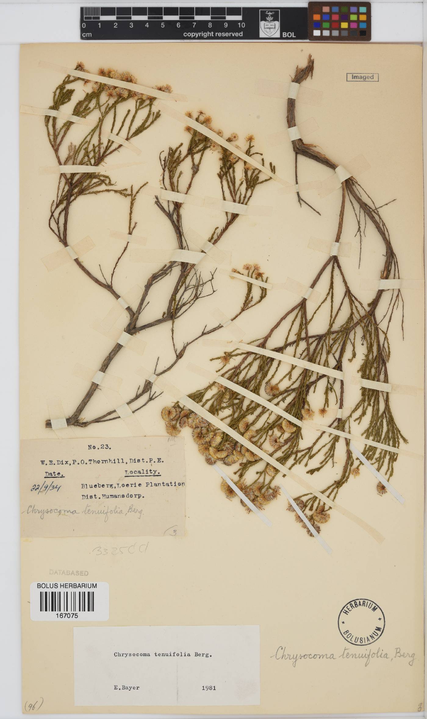 Chrysocoma ciliata image