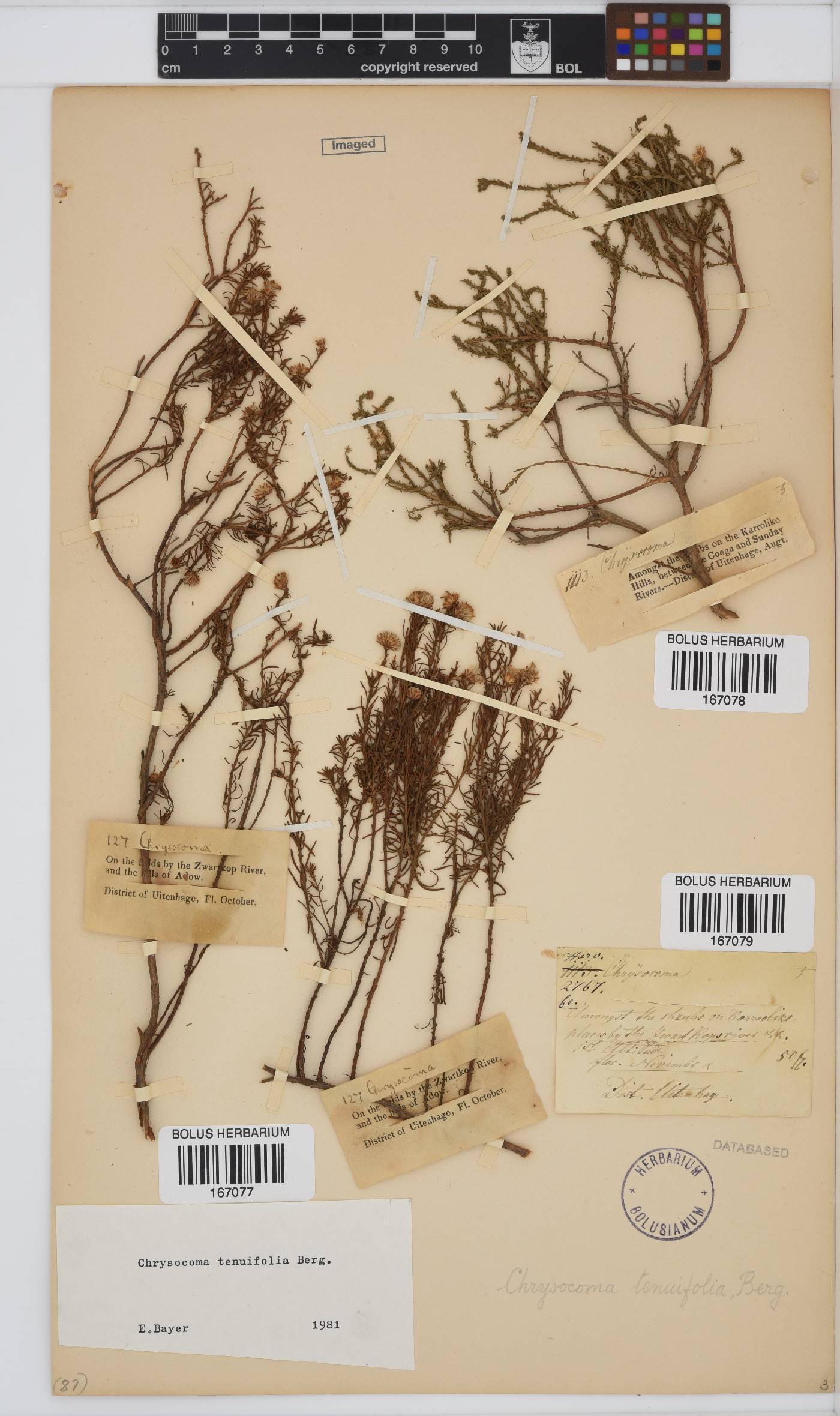 Chrysocoma ciliata image