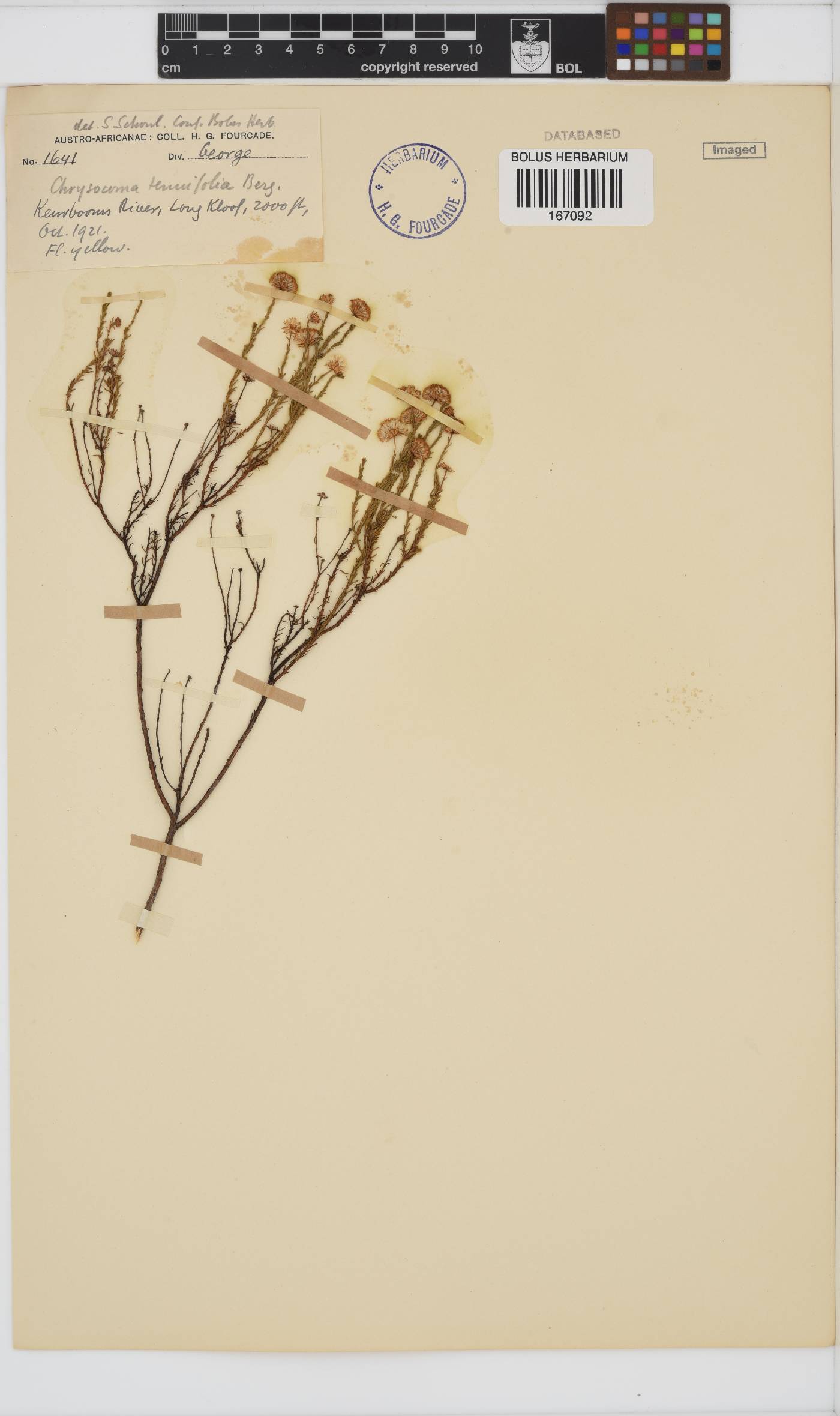 Chrysocoma ciliata image