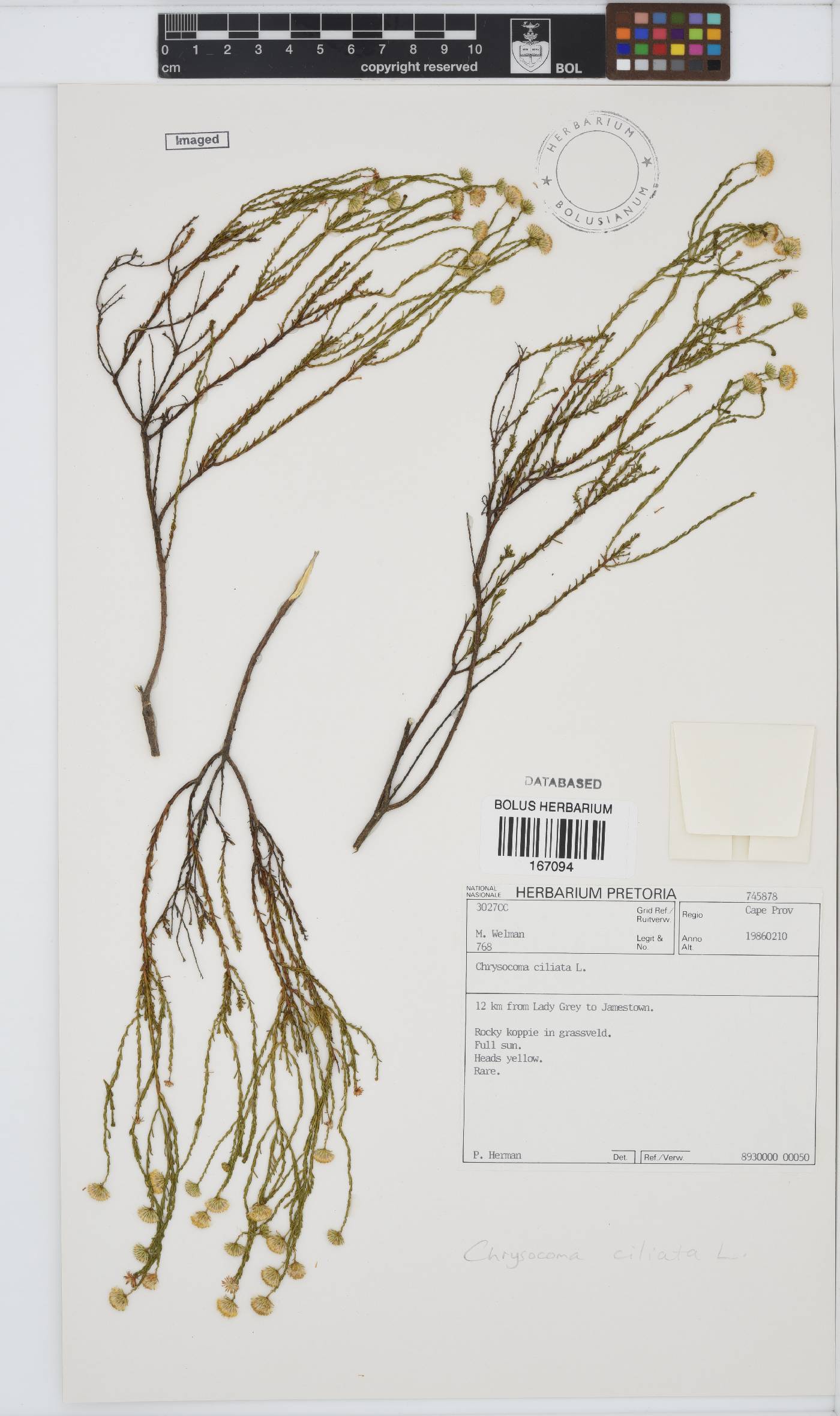 Chrysocoma ciliata image