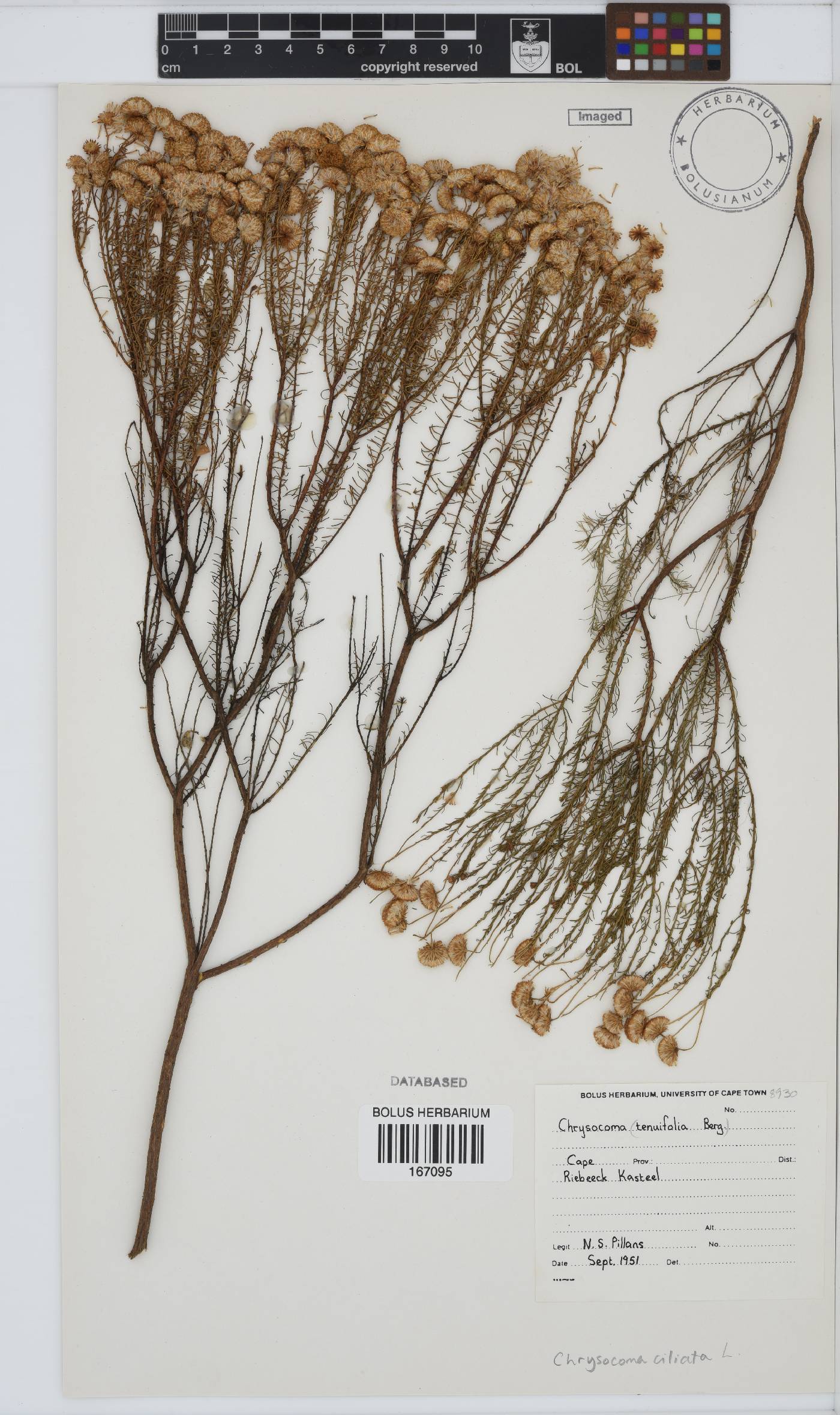 Chrysocoma ciliata image