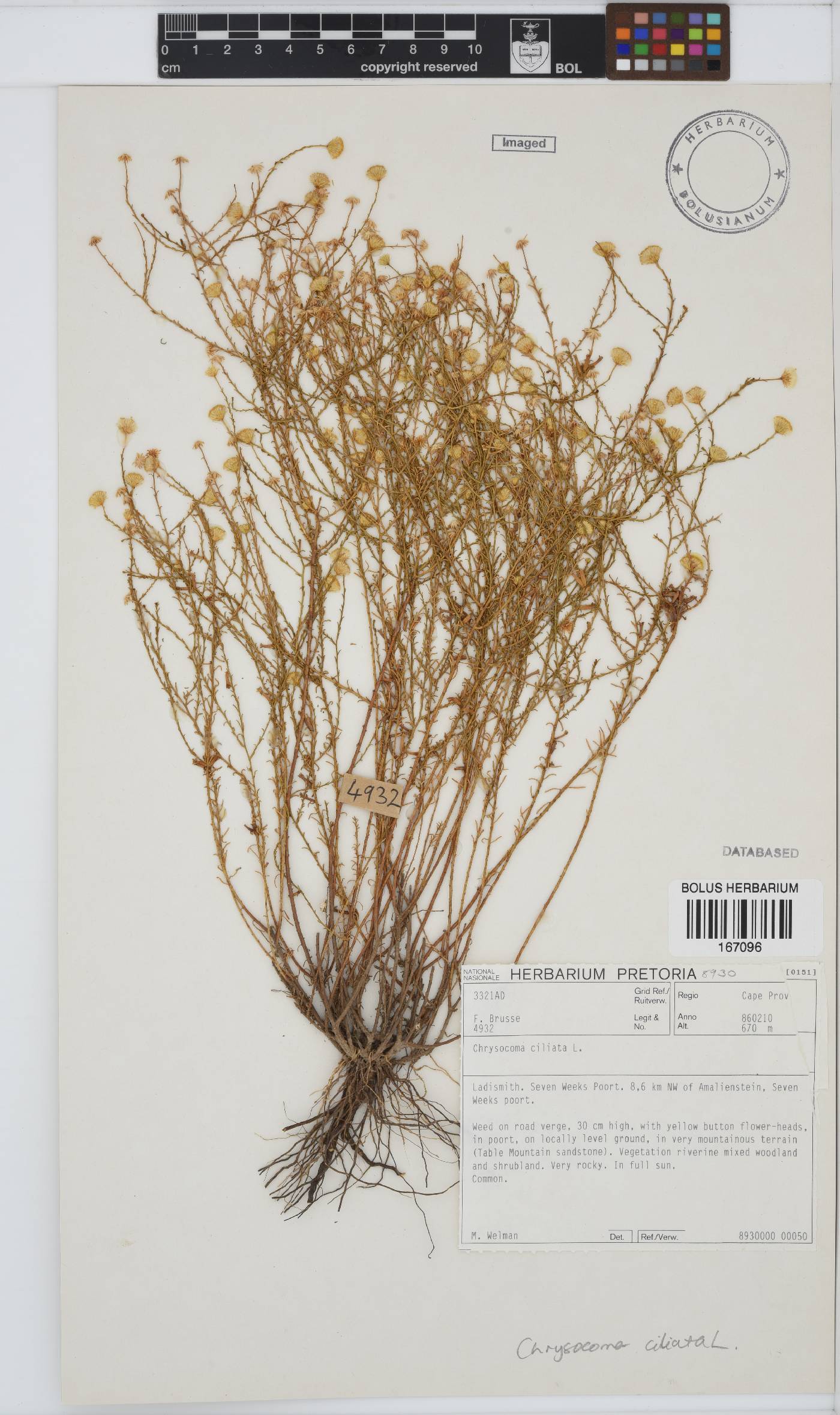 Chrysocoma ciliata image