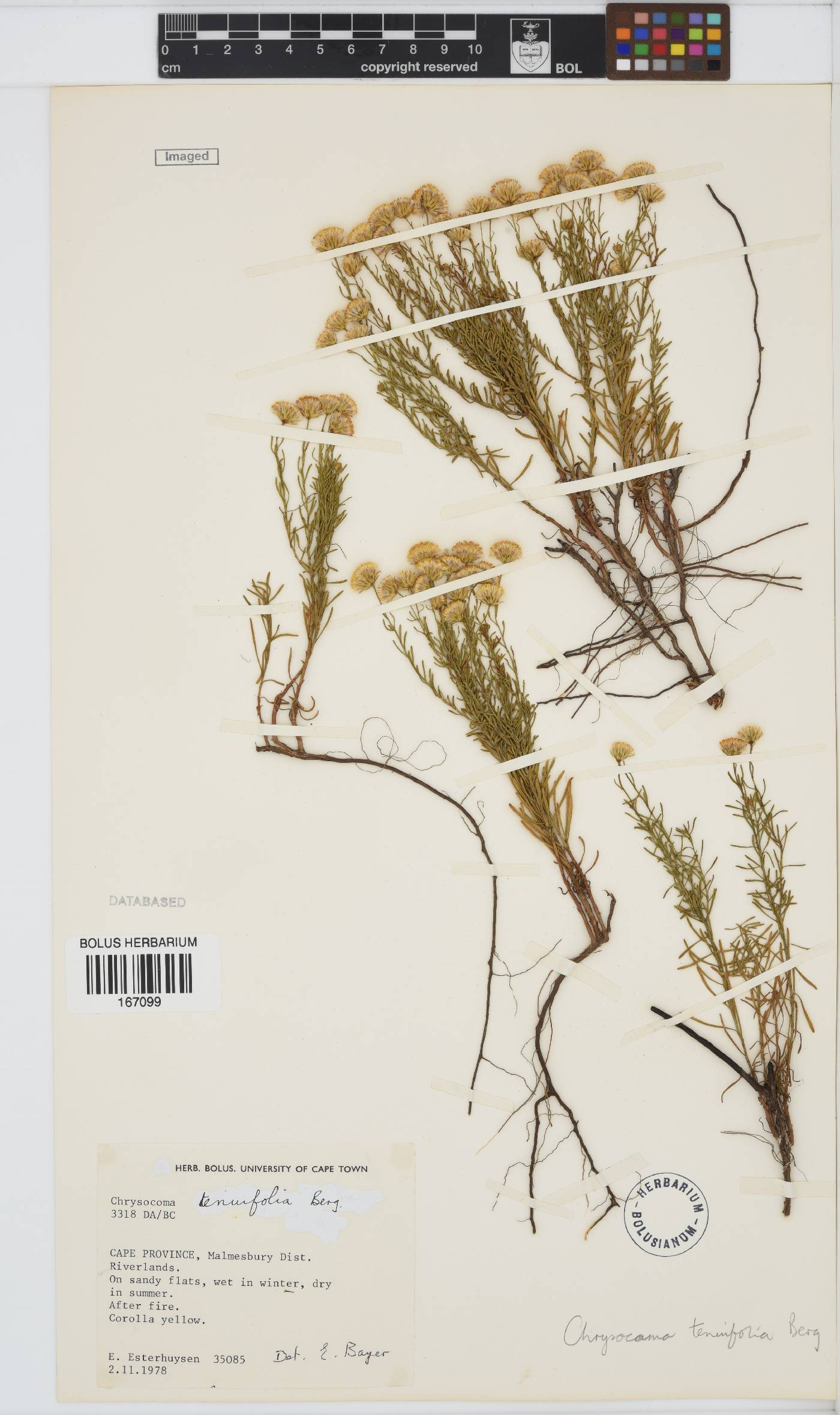 Chrysocoma ciliata image