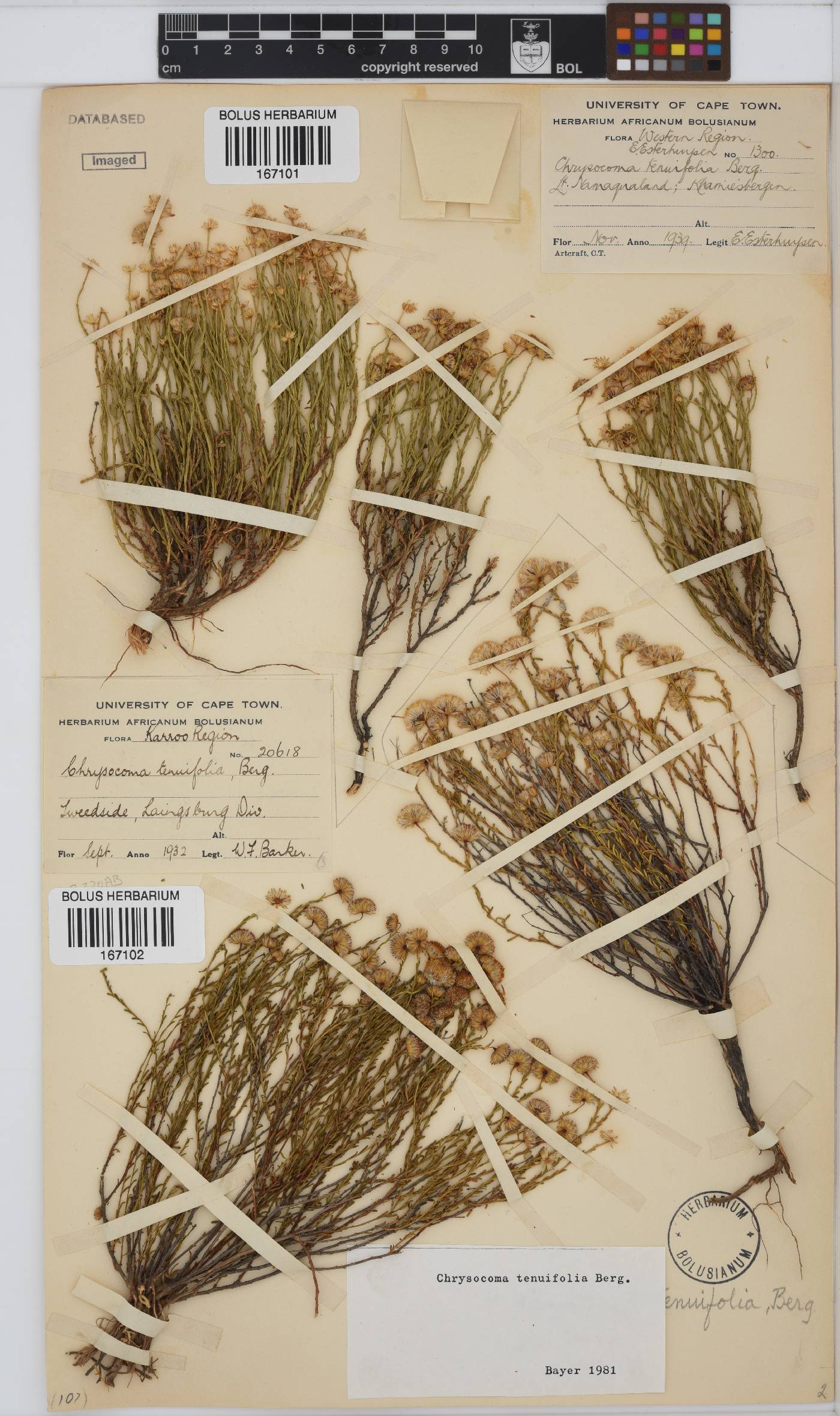 Chrysocoma ciliata image