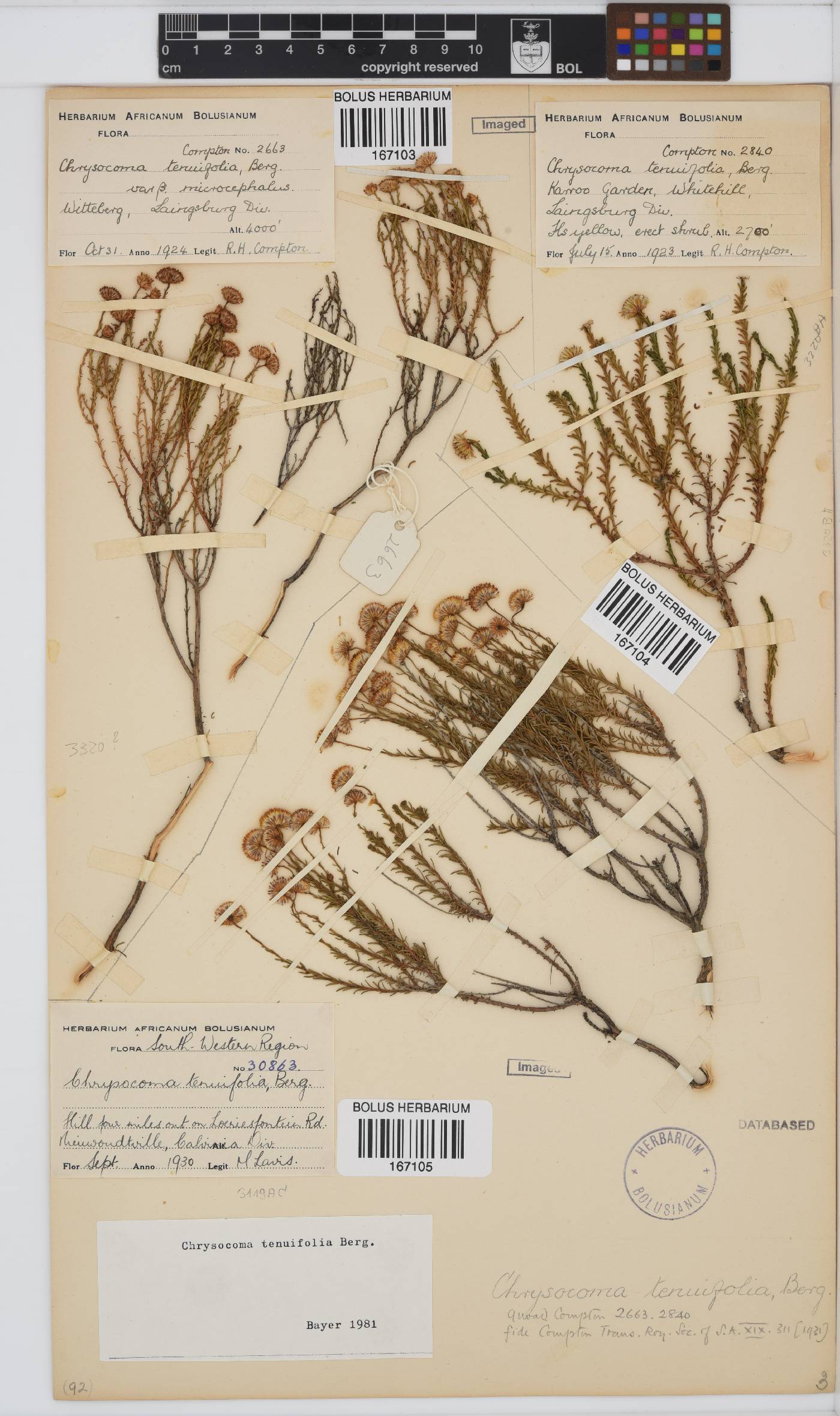 Chrysocoma ciliata image