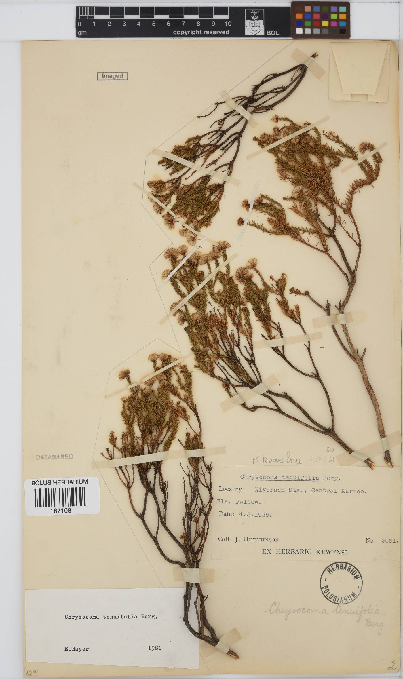 Chrysocoma ciliata image