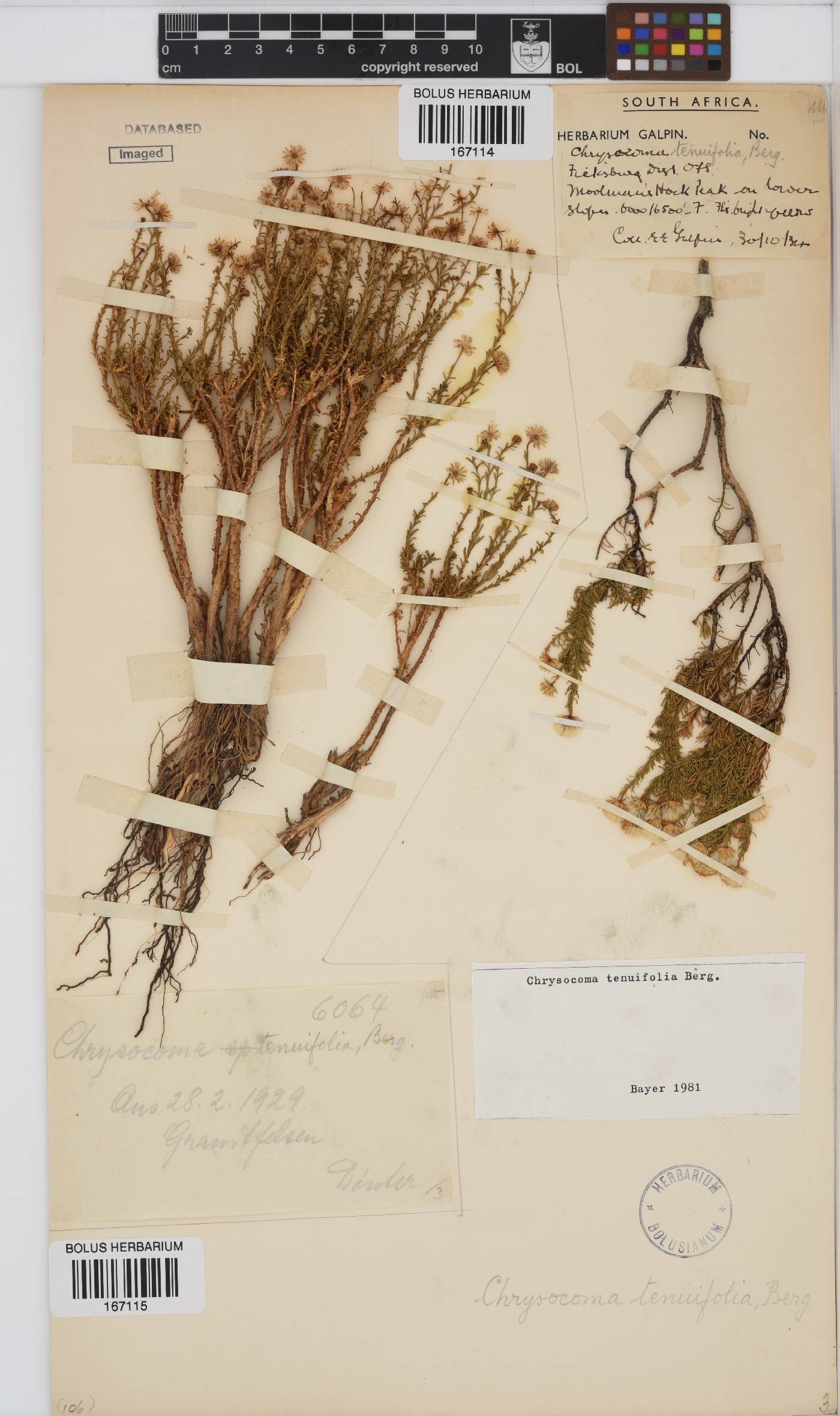Chrysocoma image