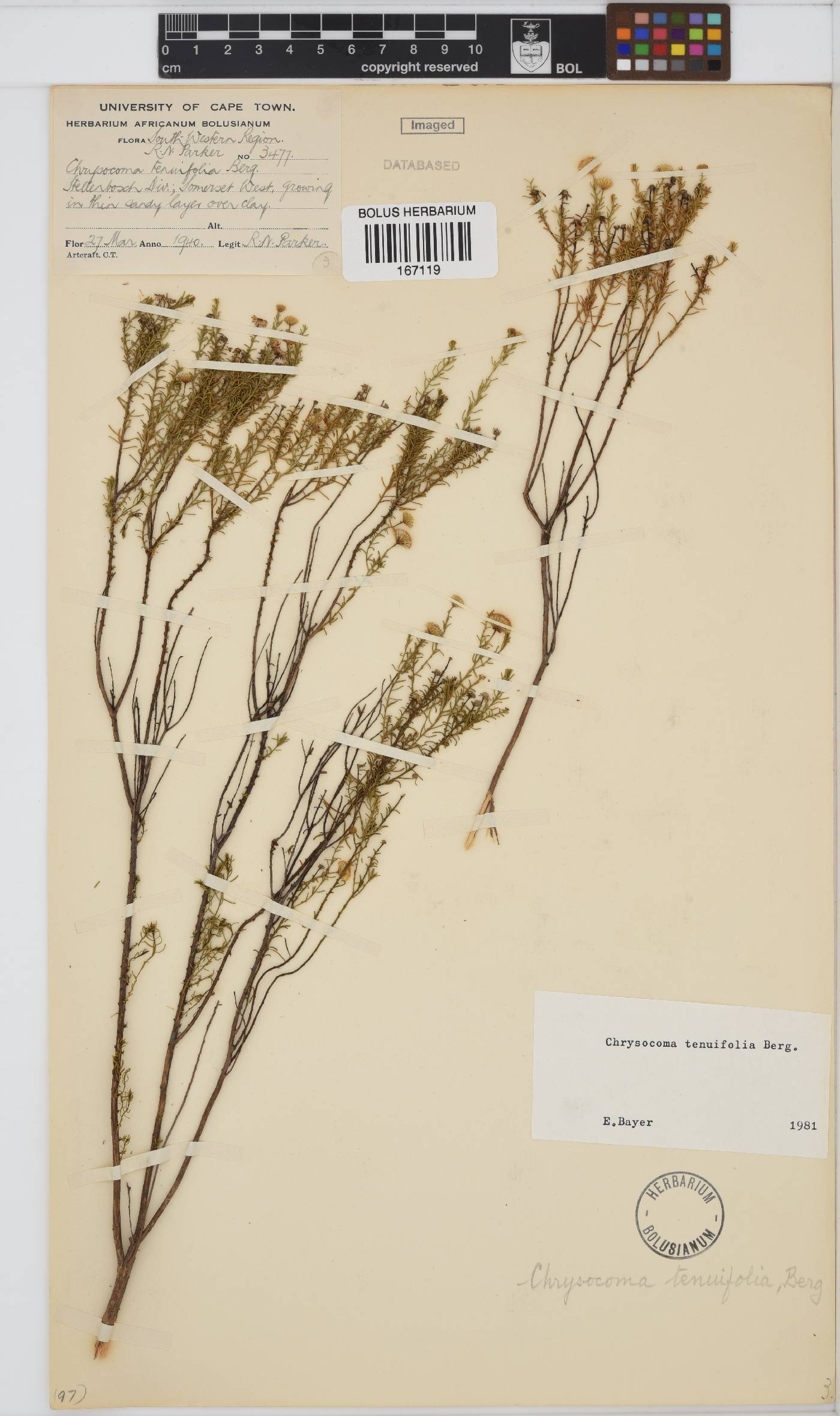 Chrysocoma image
