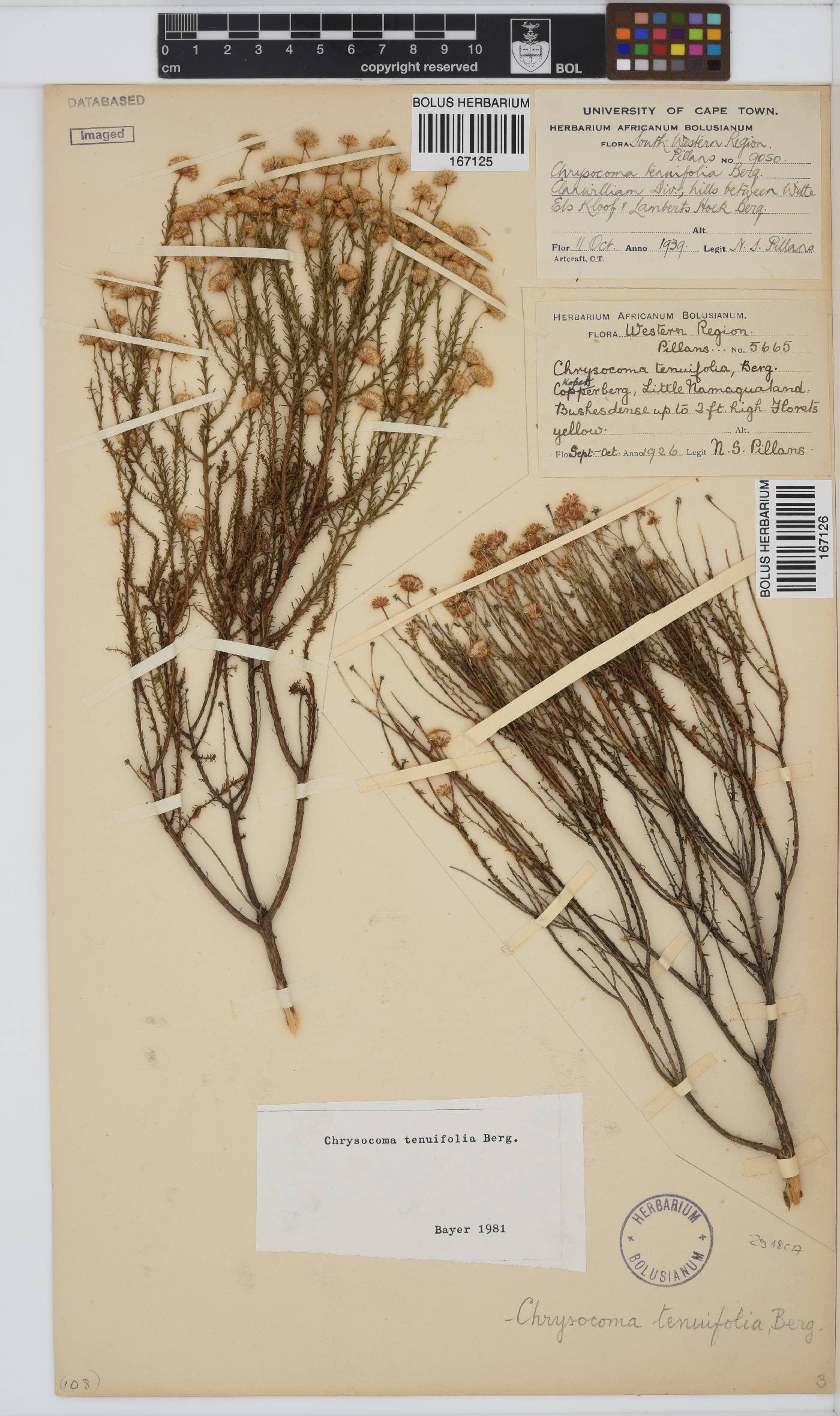 Chrysocoma image