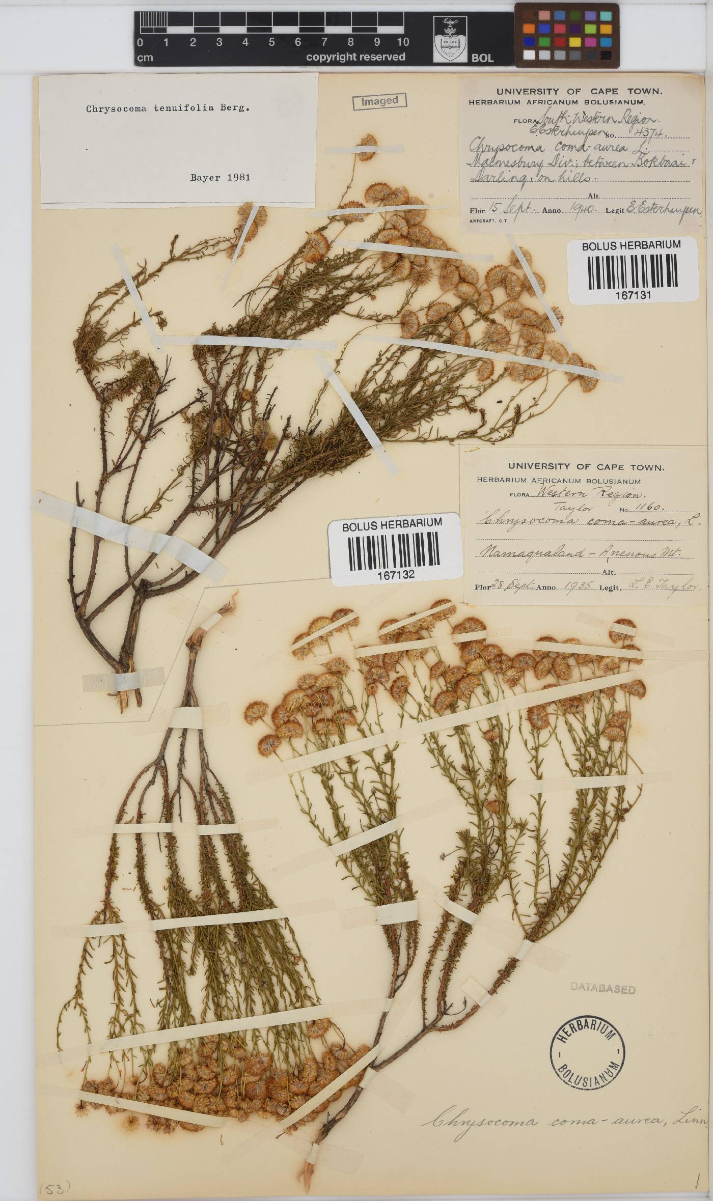 Chrysocoma image