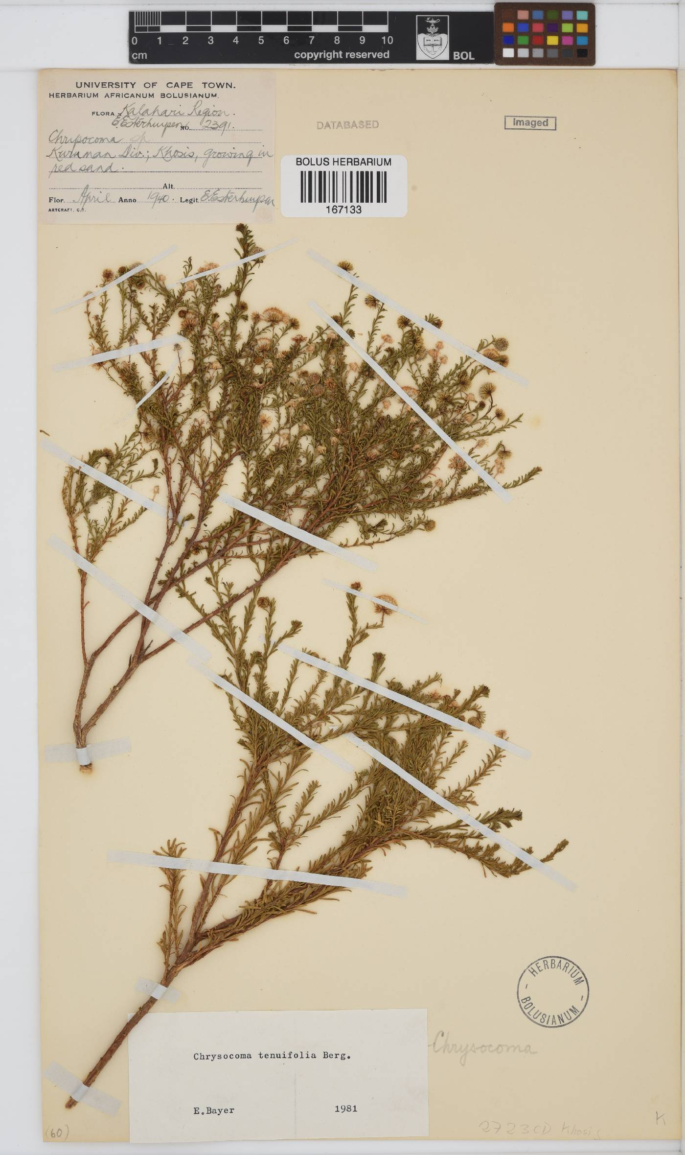 Chrysocoma ciliata image